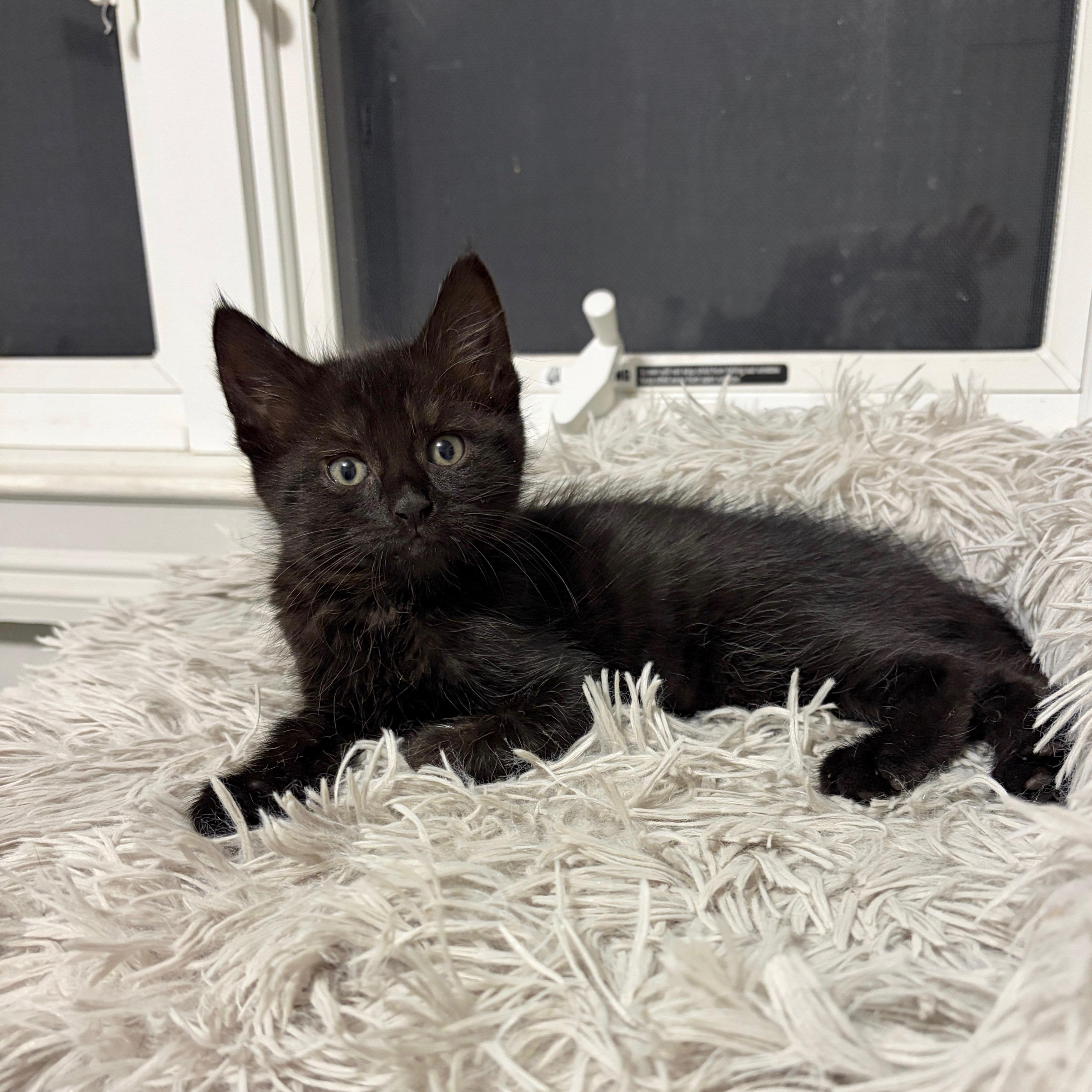 Brielle, a Adoptable Domestic Short Hair in Moriches, NY image 4/5