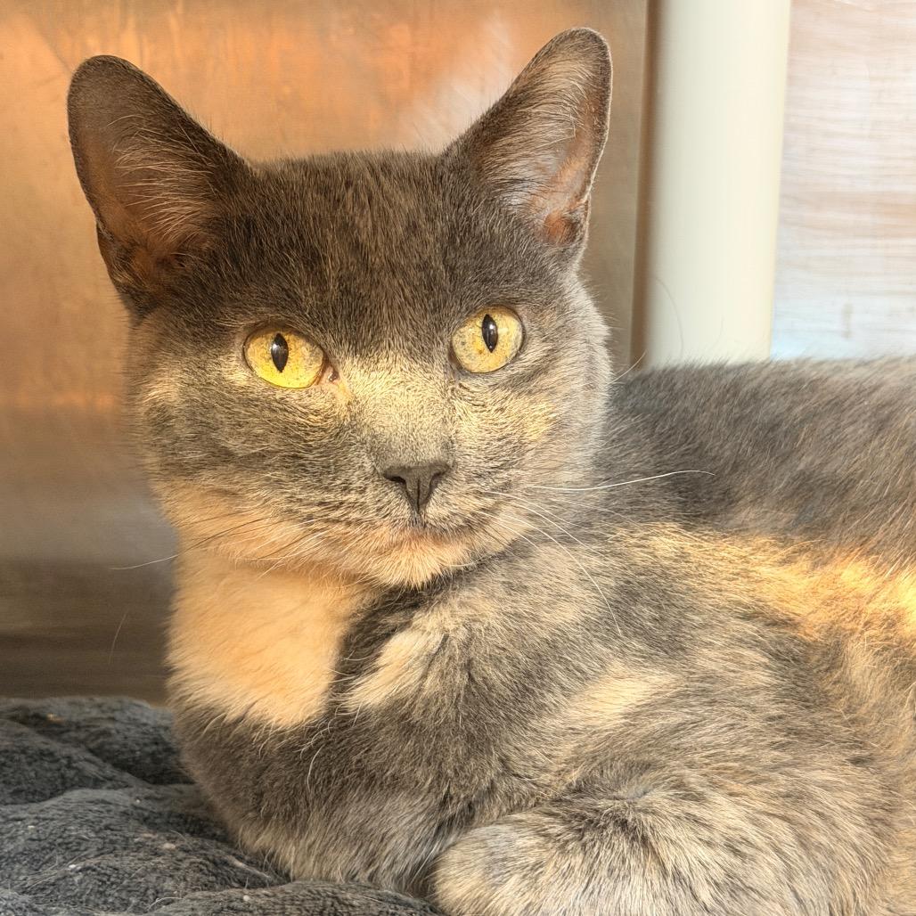 Enlarge Betty, a Adoptable Domestic Short Hair in Sand Springs, OK image 2/3