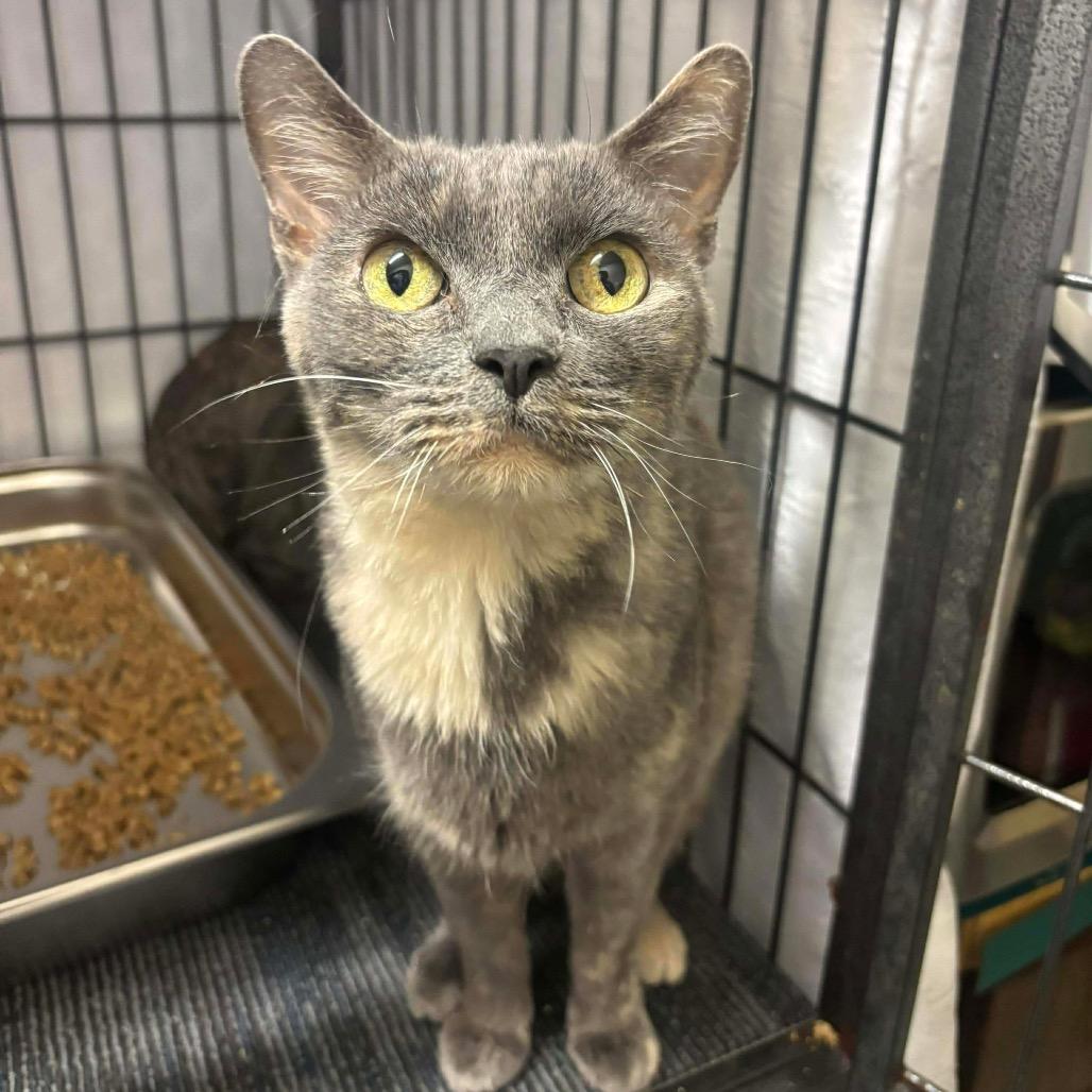 Enlarge Betty, a Adoptable Domestic Short Hair in Sand Springs, OK image 3/3