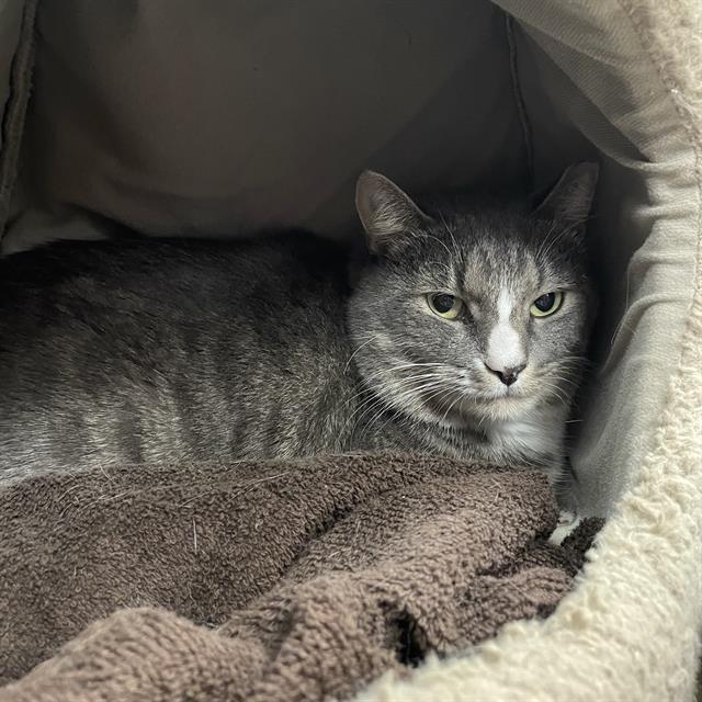 FRED - FIV+, Adoptable, Adult Male Domestic Short Hair.