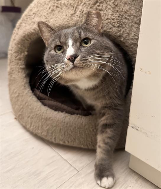 Enlarge FRED - FIV+, a Adoptable Domestic Short Hair in Centerville, MA image 1/1