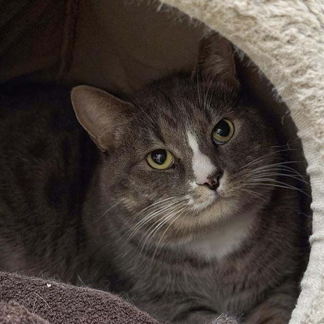 FRED - FIV+, Adoptable, Adult Male Domestic Short Hair.