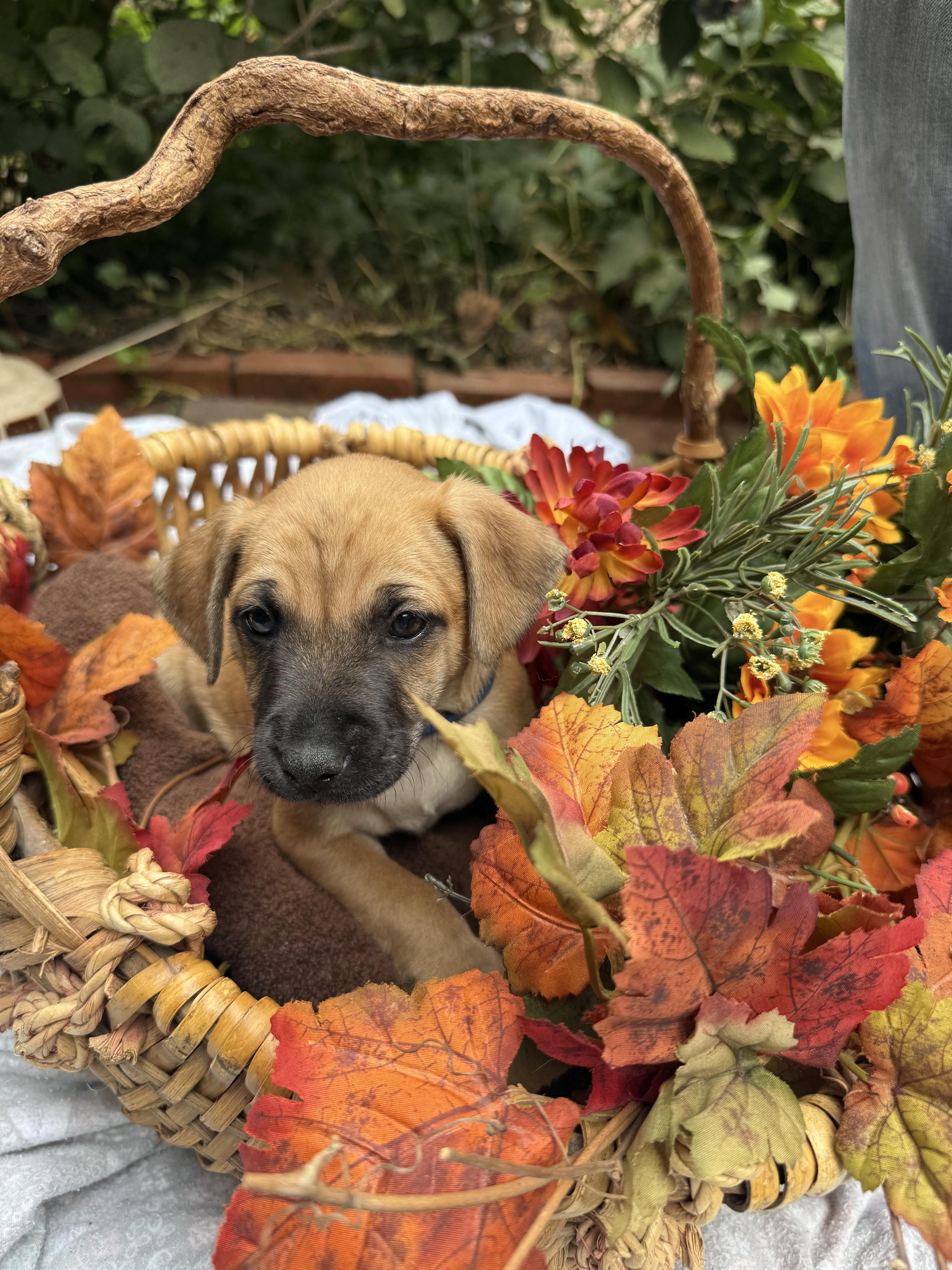 Enlarge Jesse, a Adopted mixed breed in Chalfont, PA image 1/1