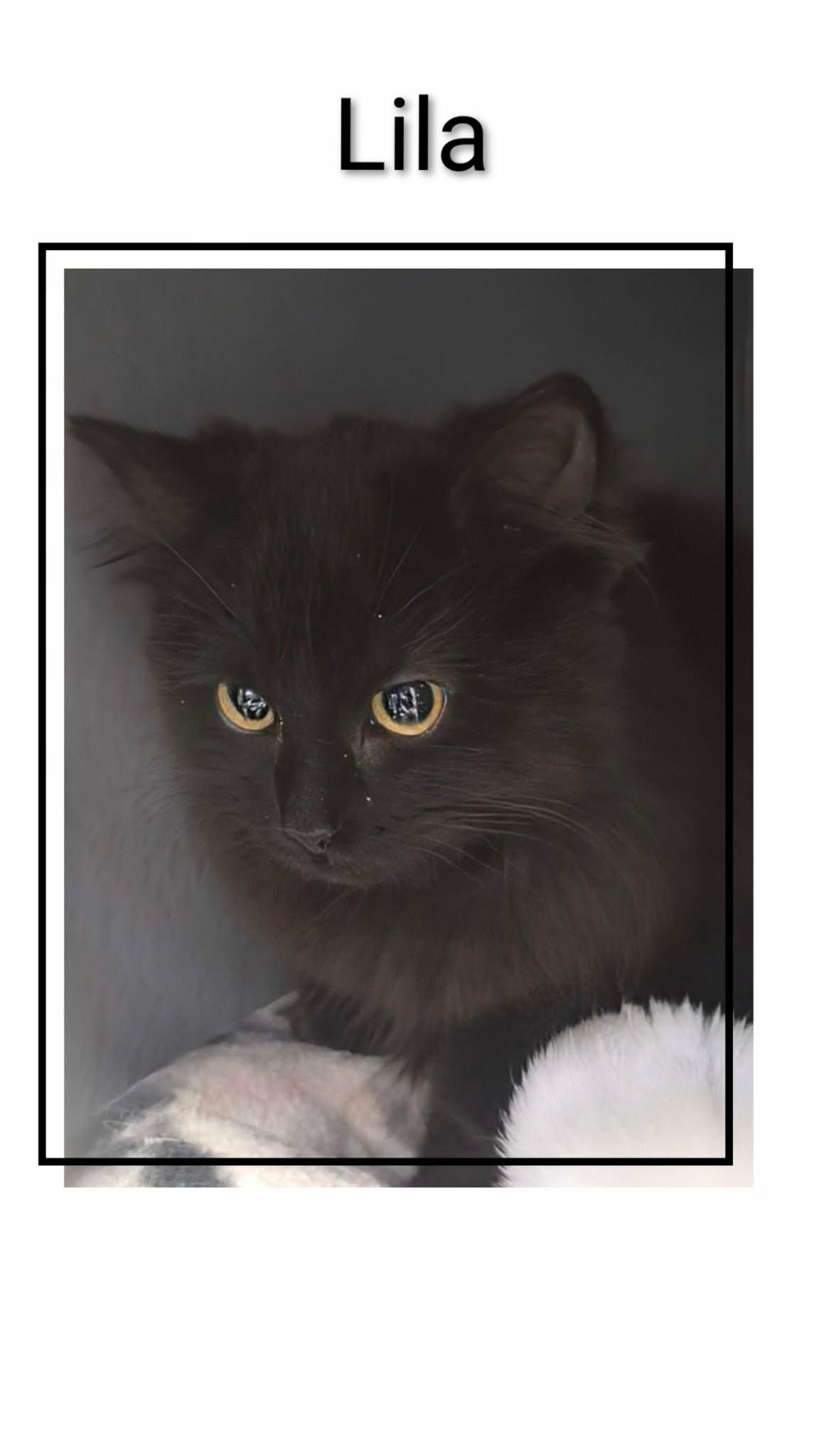 Enlarge Lila, a Adoptable Domestic Long Hair in Caistor Centre, ON image 1/1