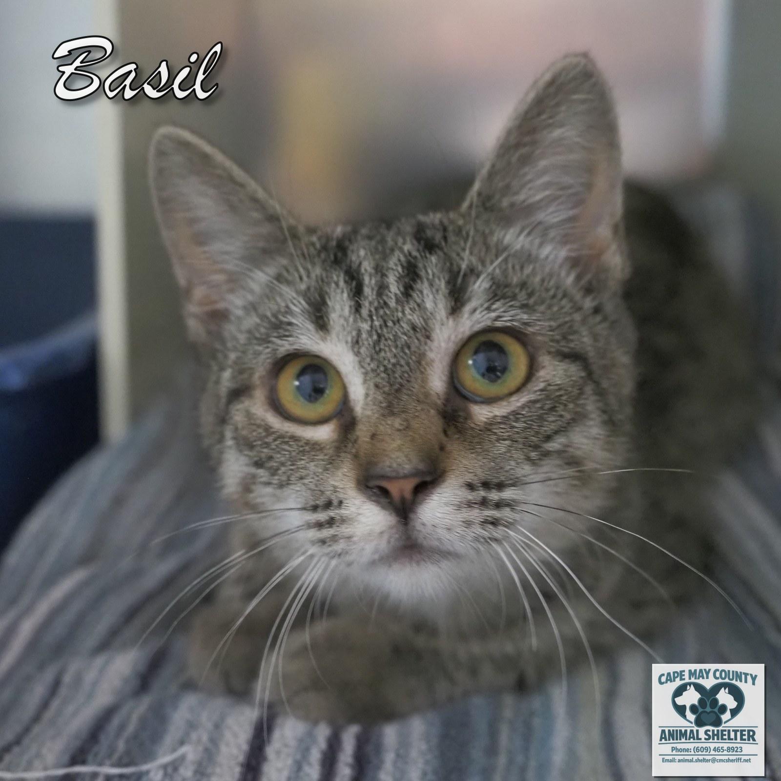 Basil photo