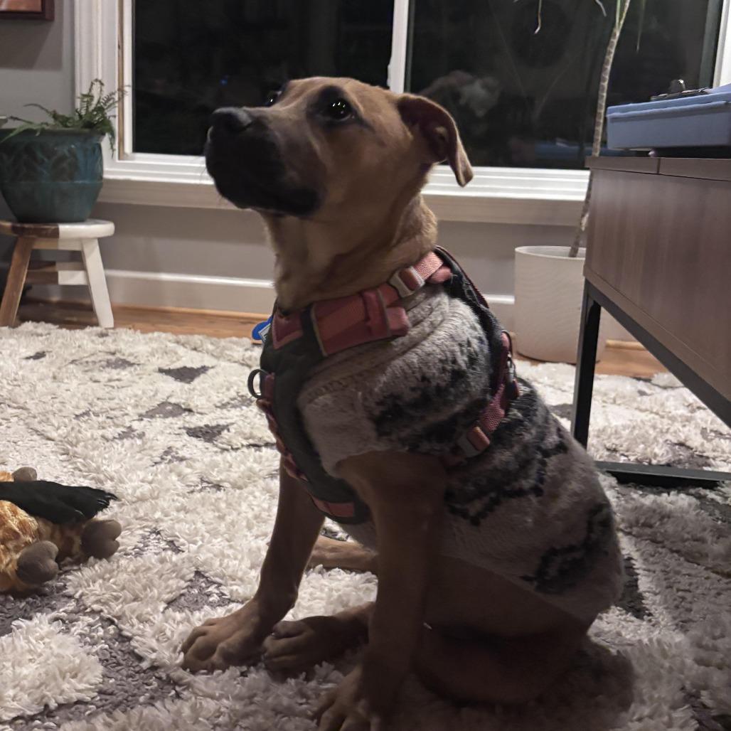 Reika, Adoptable, Puppy Male Pit Bull Terrier.