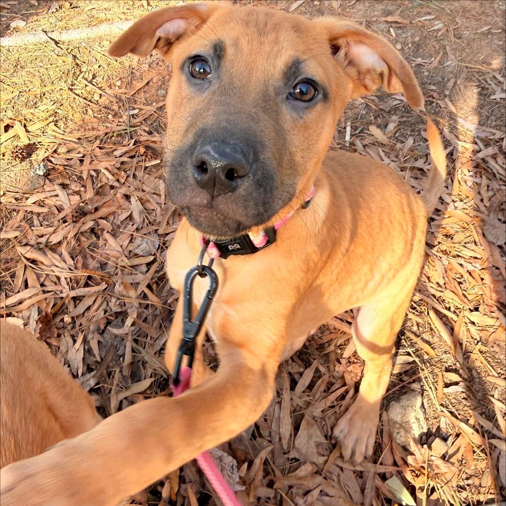 Reika, Adoptable, Puppy Male Pit Bull Terrier.
