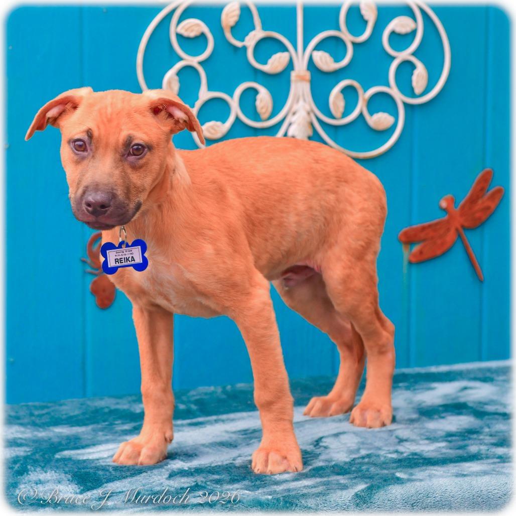 Enlarge Reika, a Adoptable Pit Bull Terrier in Wake Forest, NC image 2/2