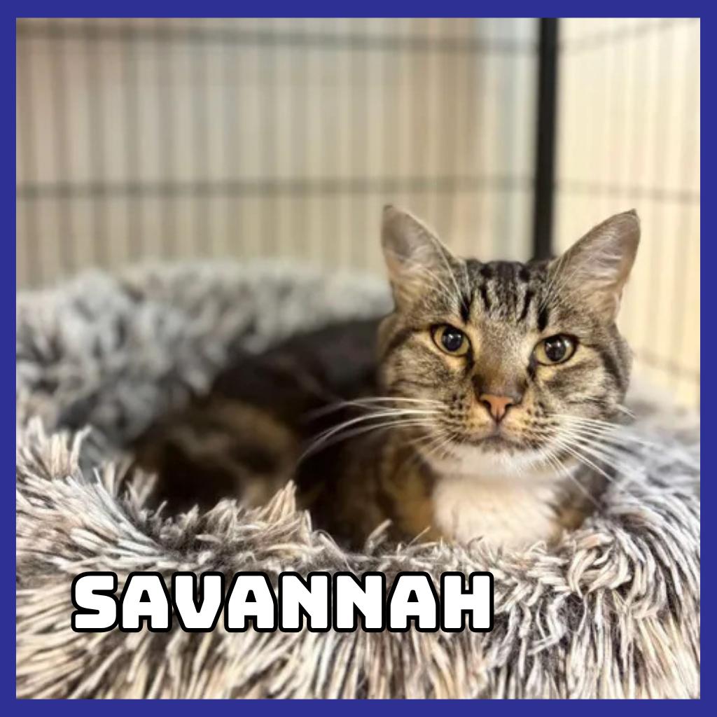 Enlarge Savannah, a Adoptable Domestic Short Hair in Glenwood, MN image 1/2