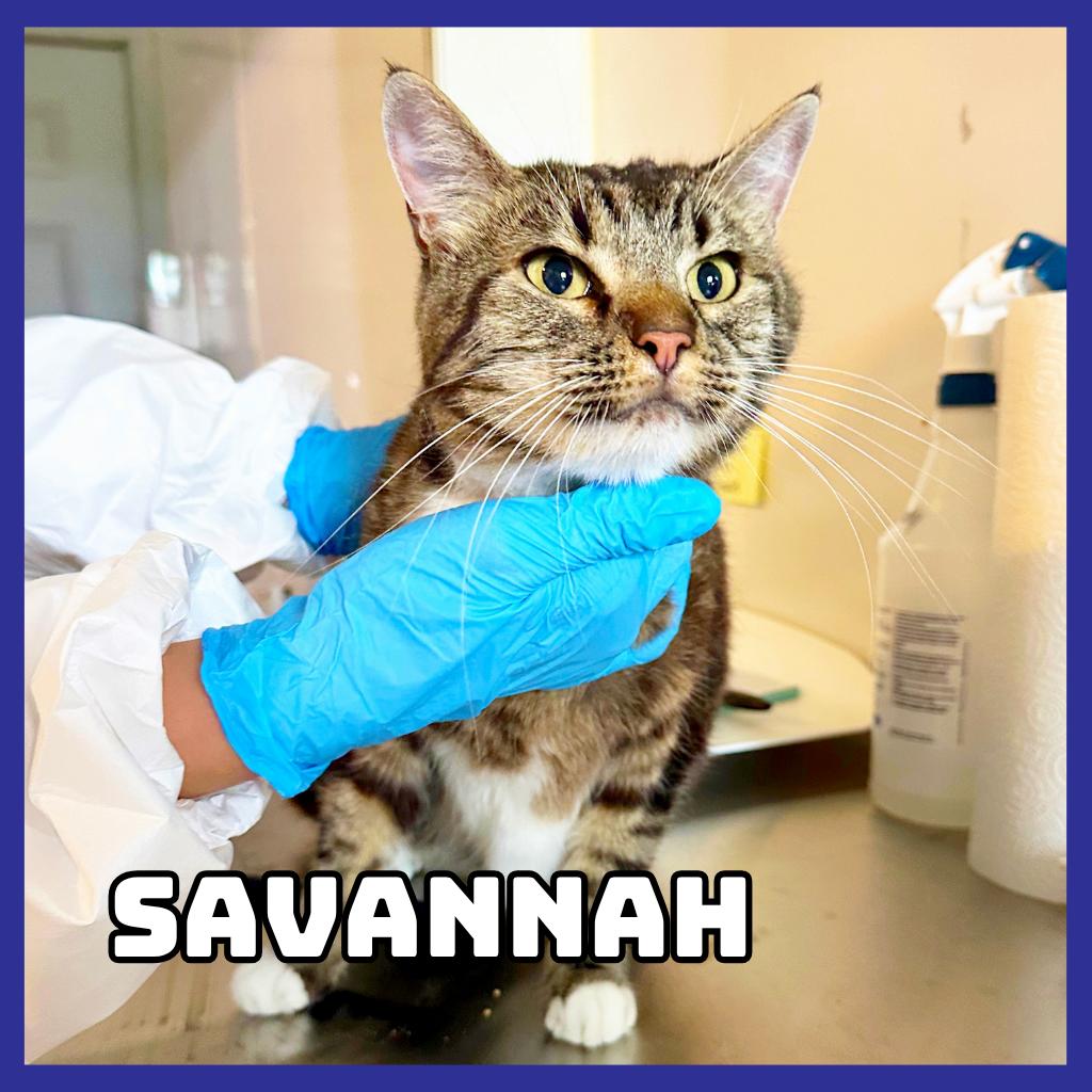 Enlarge Savannah, a Adoptable Domestic Short Hair in Glenwood, MN image 2/2