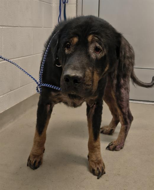 ZEUS, Adoptable, Young Male German Shepherd Dog & Mixed Breed.