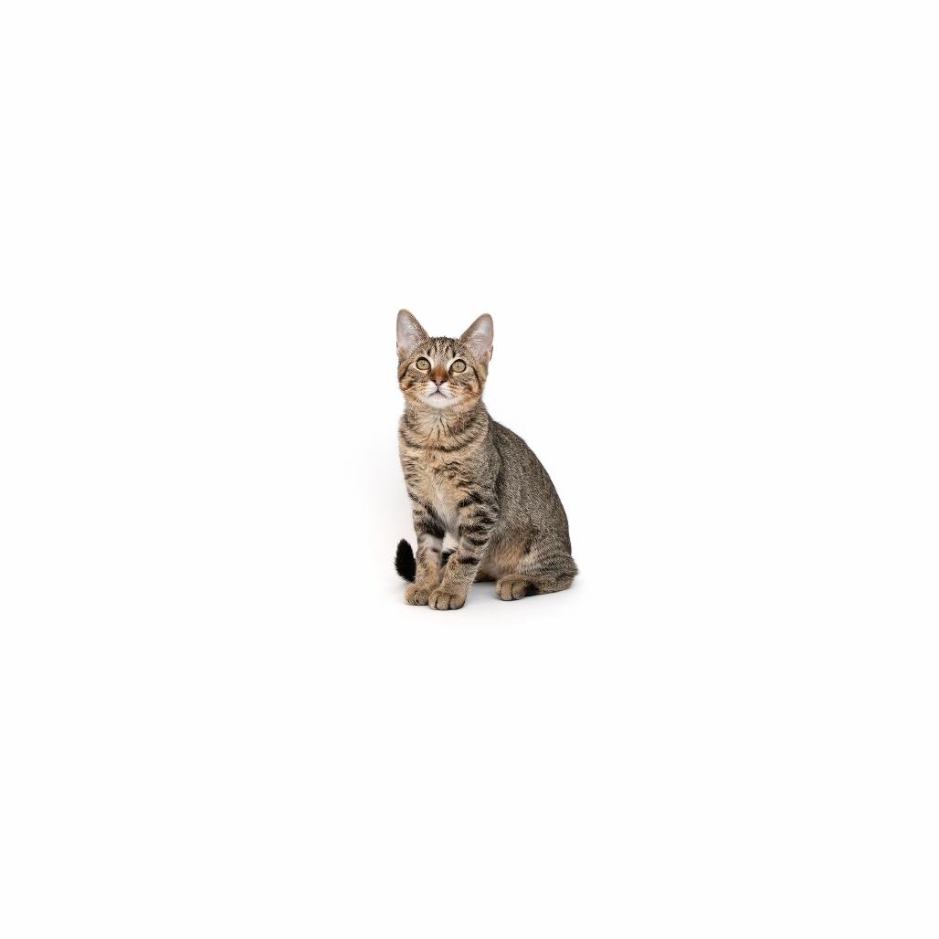 Victoria, Adoptable, Kitten Female Domestic Short Hair.