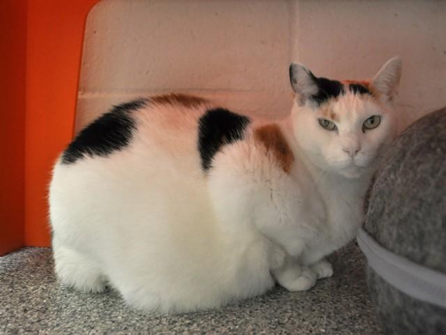 MOMMY, Adoptable, Adult Female Domestic Short Hair.