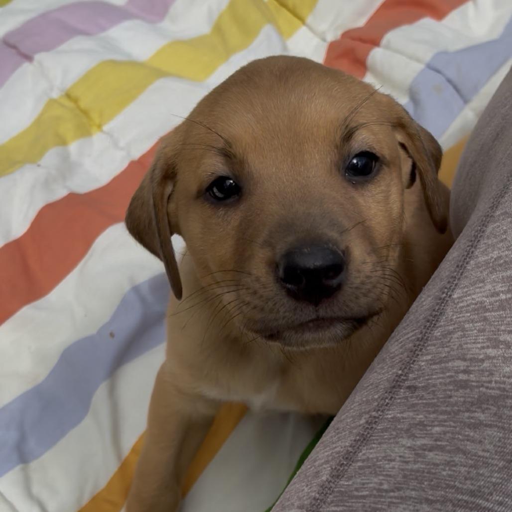 Enlarge Winston, a Adoptable Mixed Breed in Jena, LA image 2/2