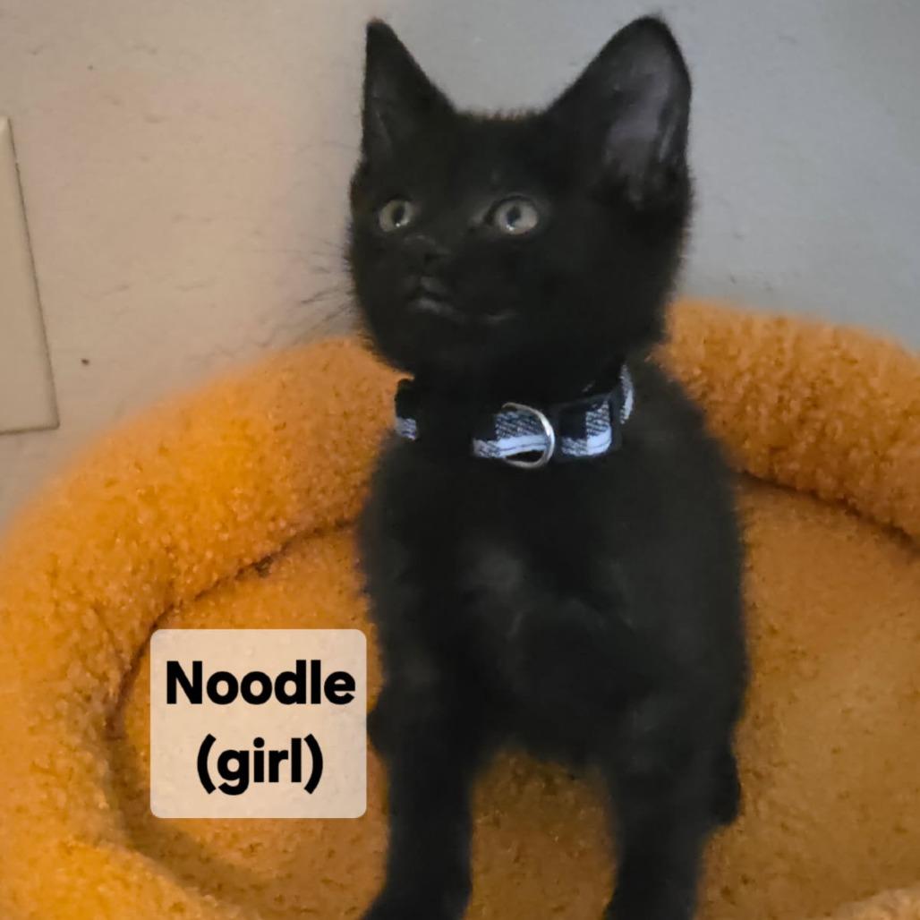Enlarge Noodle, a Adoptable Domestic Short Hair in Mondovi, WI image 1/2