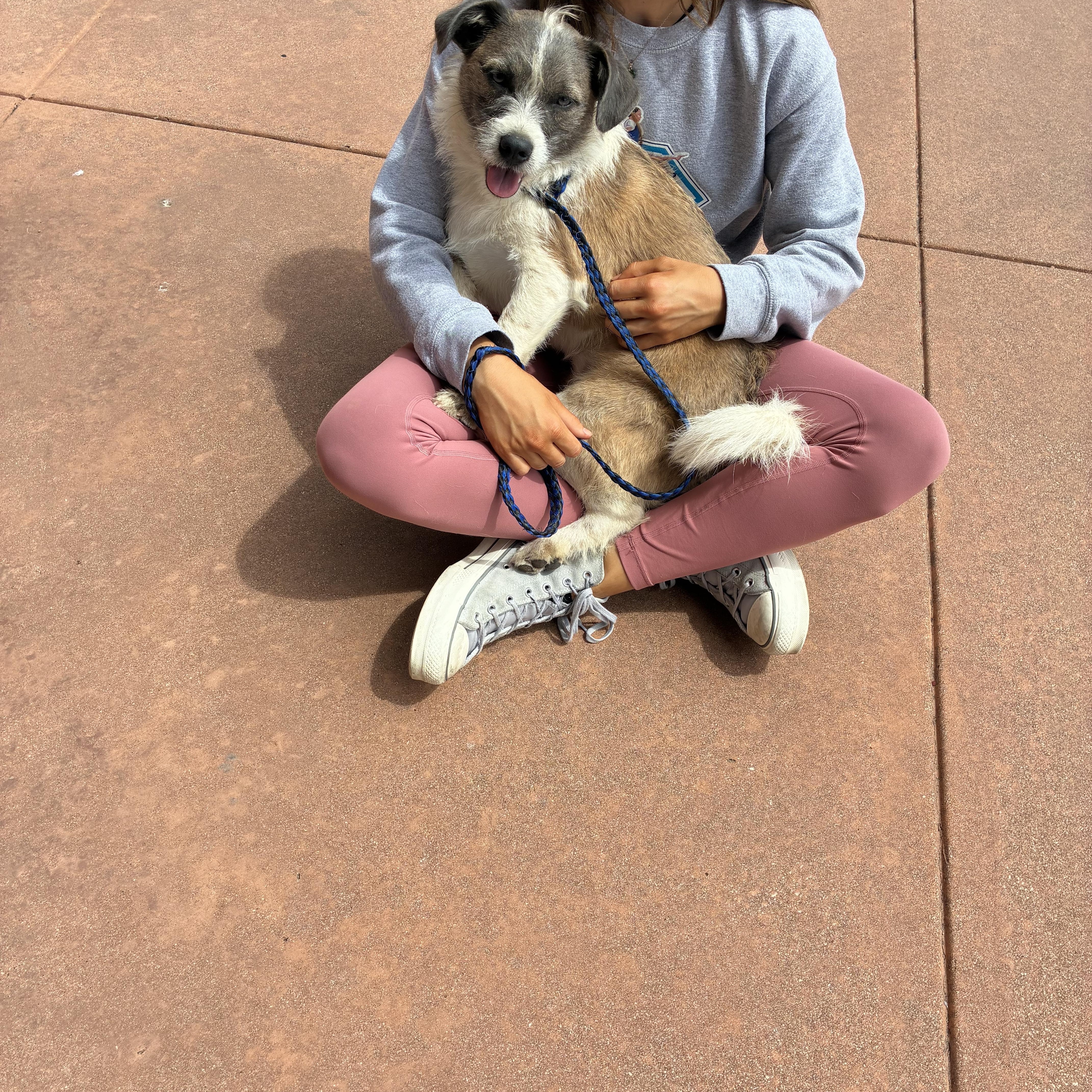 Enlarge Chance, a Adoptable mixed breed in Plano, TX image 2/3