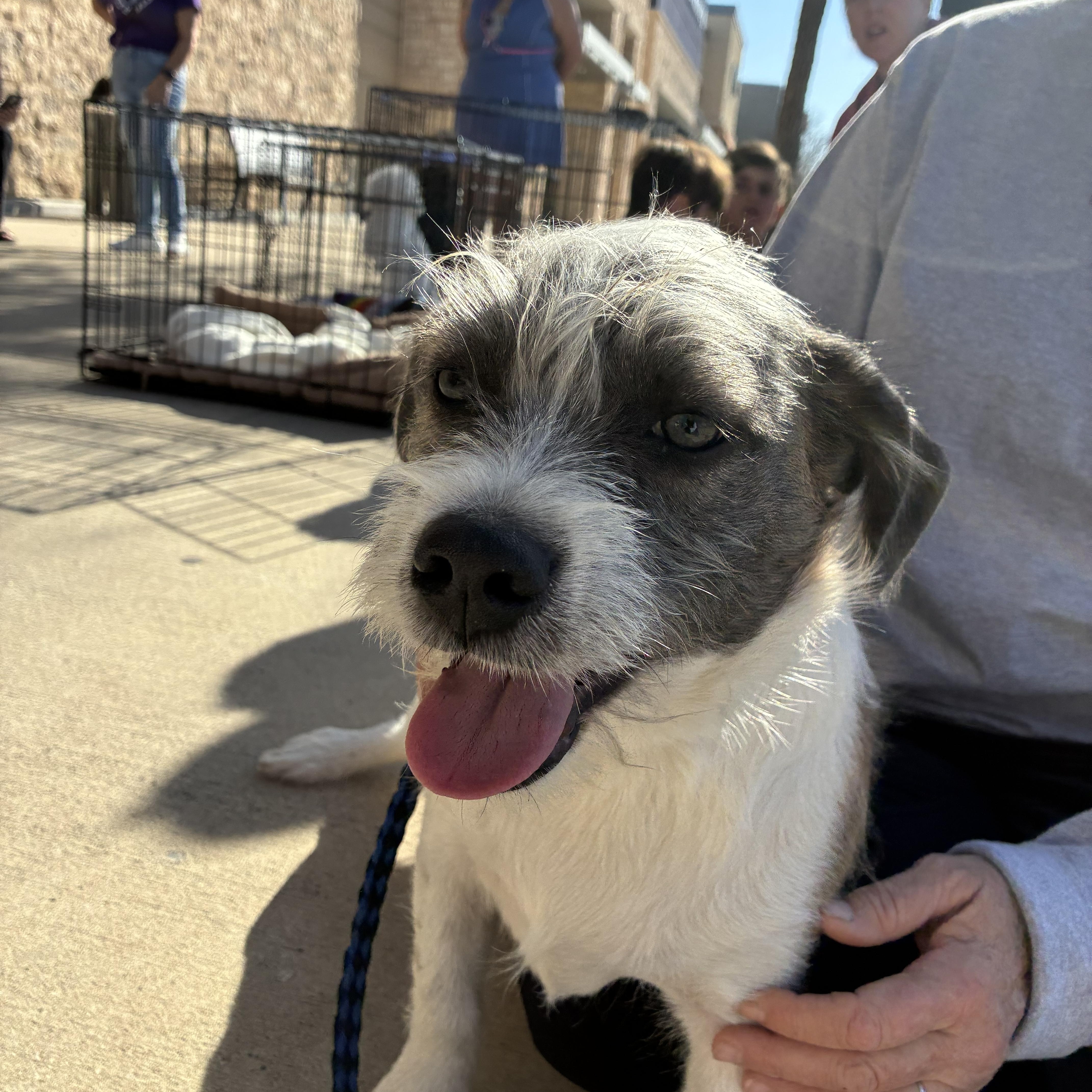Chance, Adoptable, Adult Male Pug & Maltese.