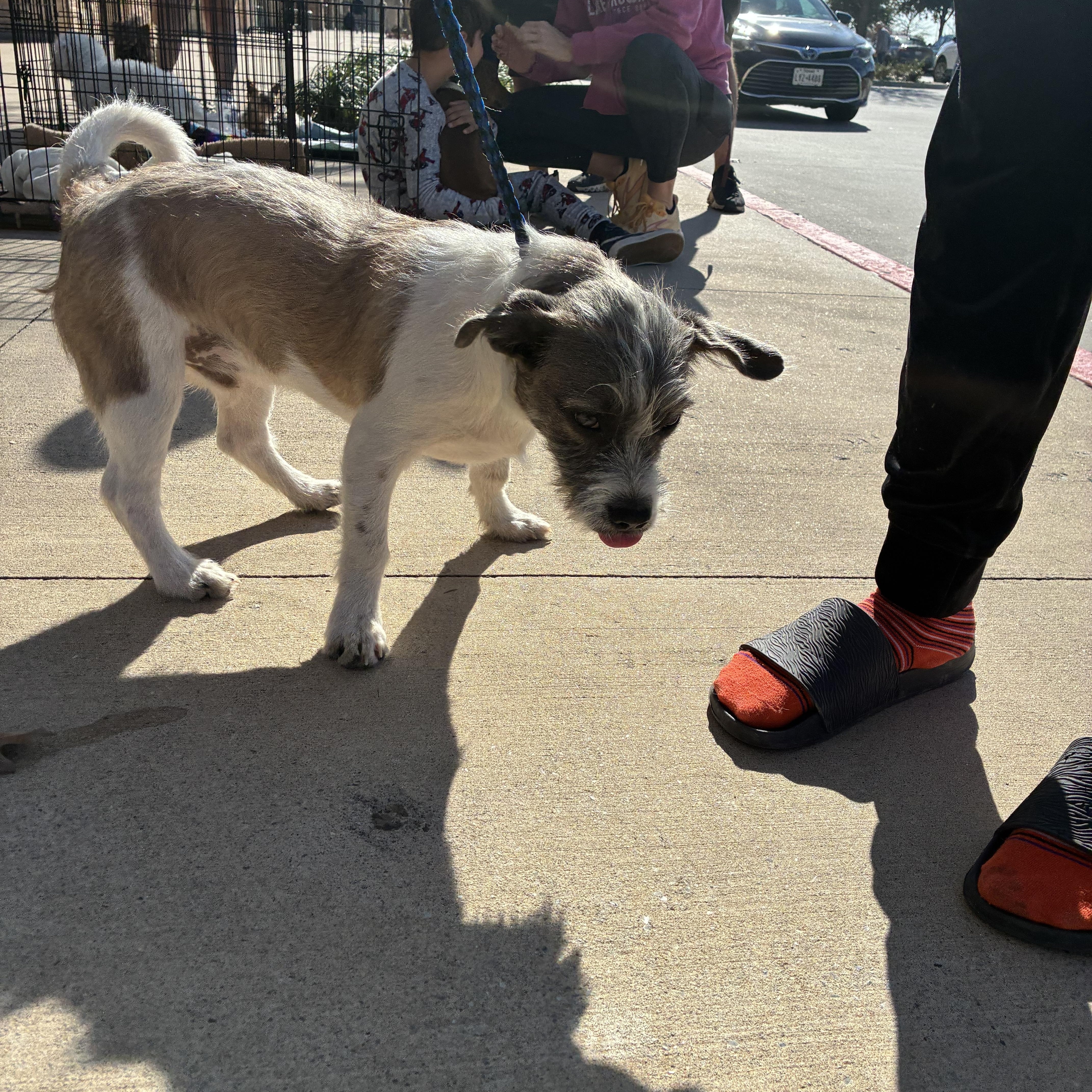 Enlarge Chance, a Adoptable mixed breed in Plano, TX image 3/3