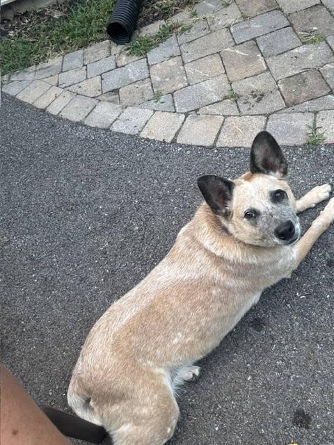 Enlarge Chili, a Adoptable Australian Cattle Dog / Blue Heeler in Berryville, VA image 4/4
