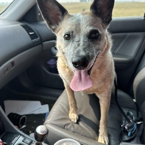 Enlarge Chili, a Adoptable Australian Cattle Dog / Blue Heeler in Berryville, VA image 2/4
