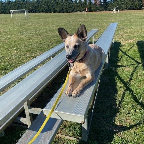Enlarge Chili, a Adoptable Australian Cattle Dog / Blue Heeler in Berryville, VA image 3/4