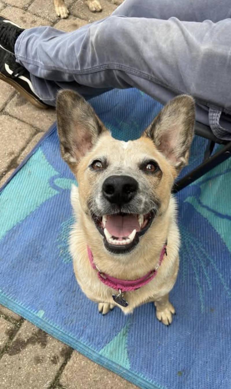 Chili, Adoptable, Adult Female Australian Cattle Dog / Blue Heeler.