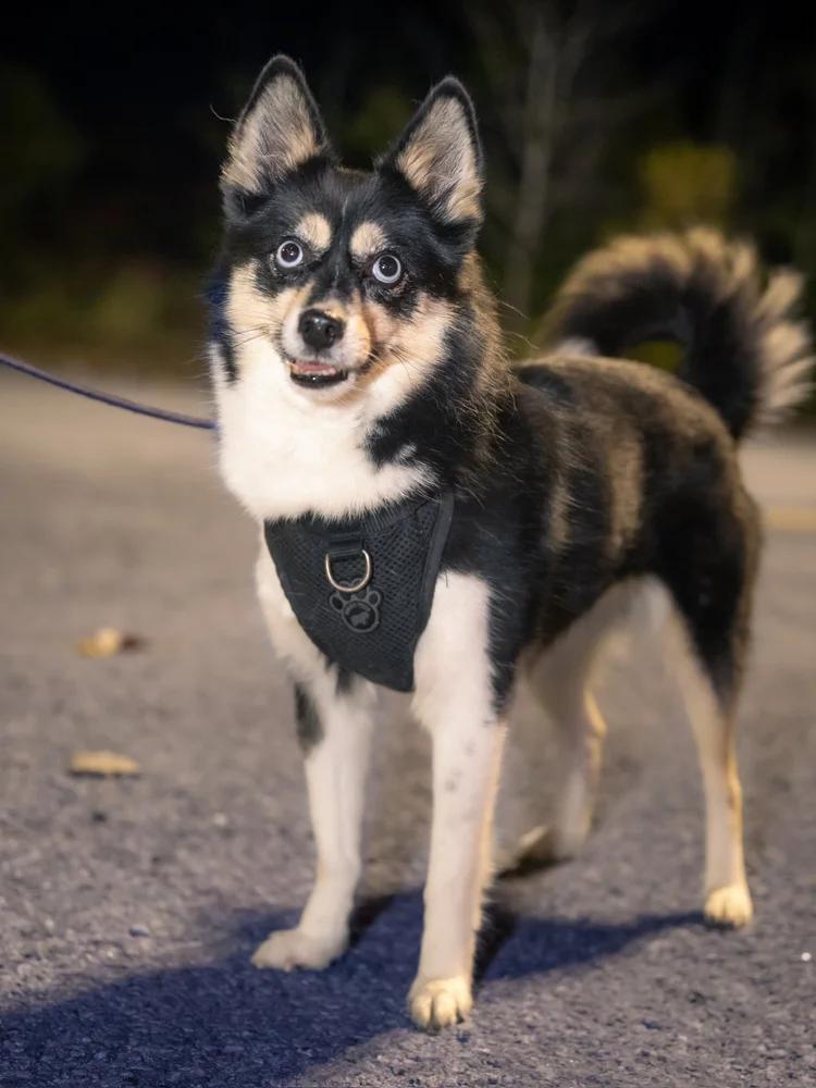 Lexie, adopted, Adult Female Pomsky.