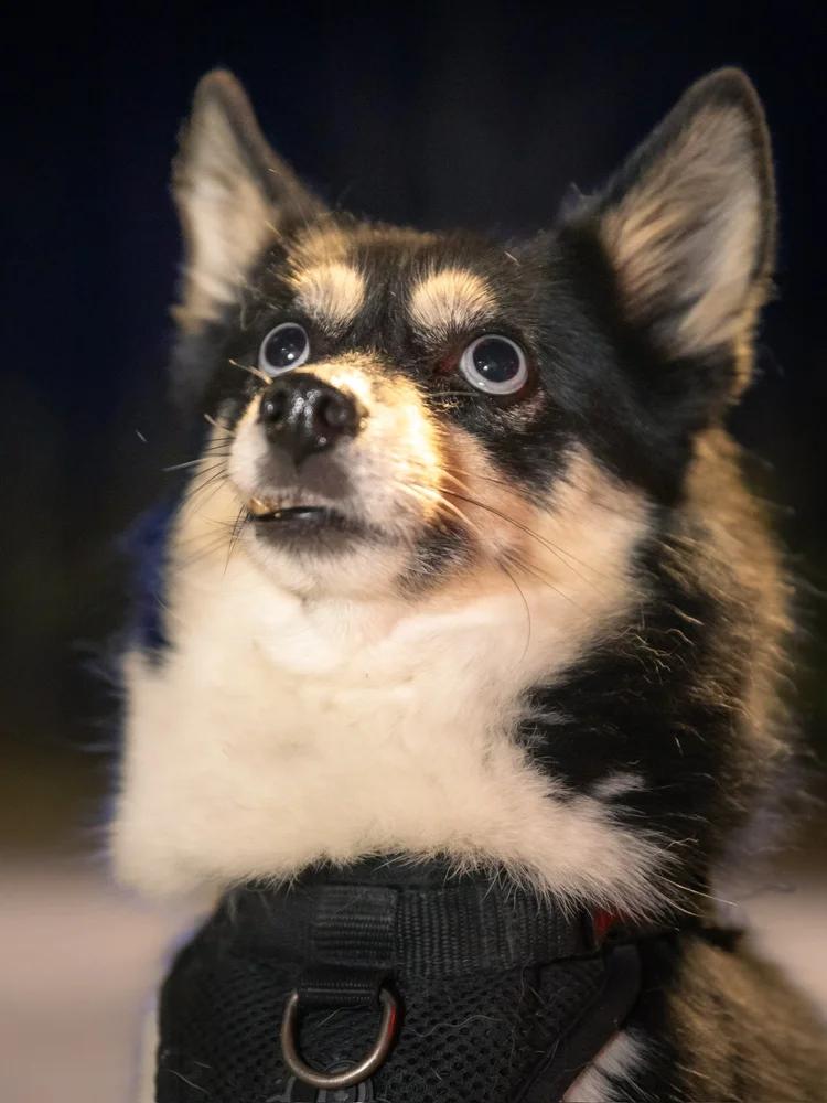 Enlarge Lexie, an adopted Pomsky in laval, QC image 2/3