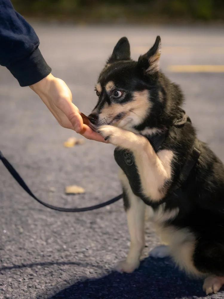 Enlarge Lexie, an adopted Pomsky in laval, QC image 3/3