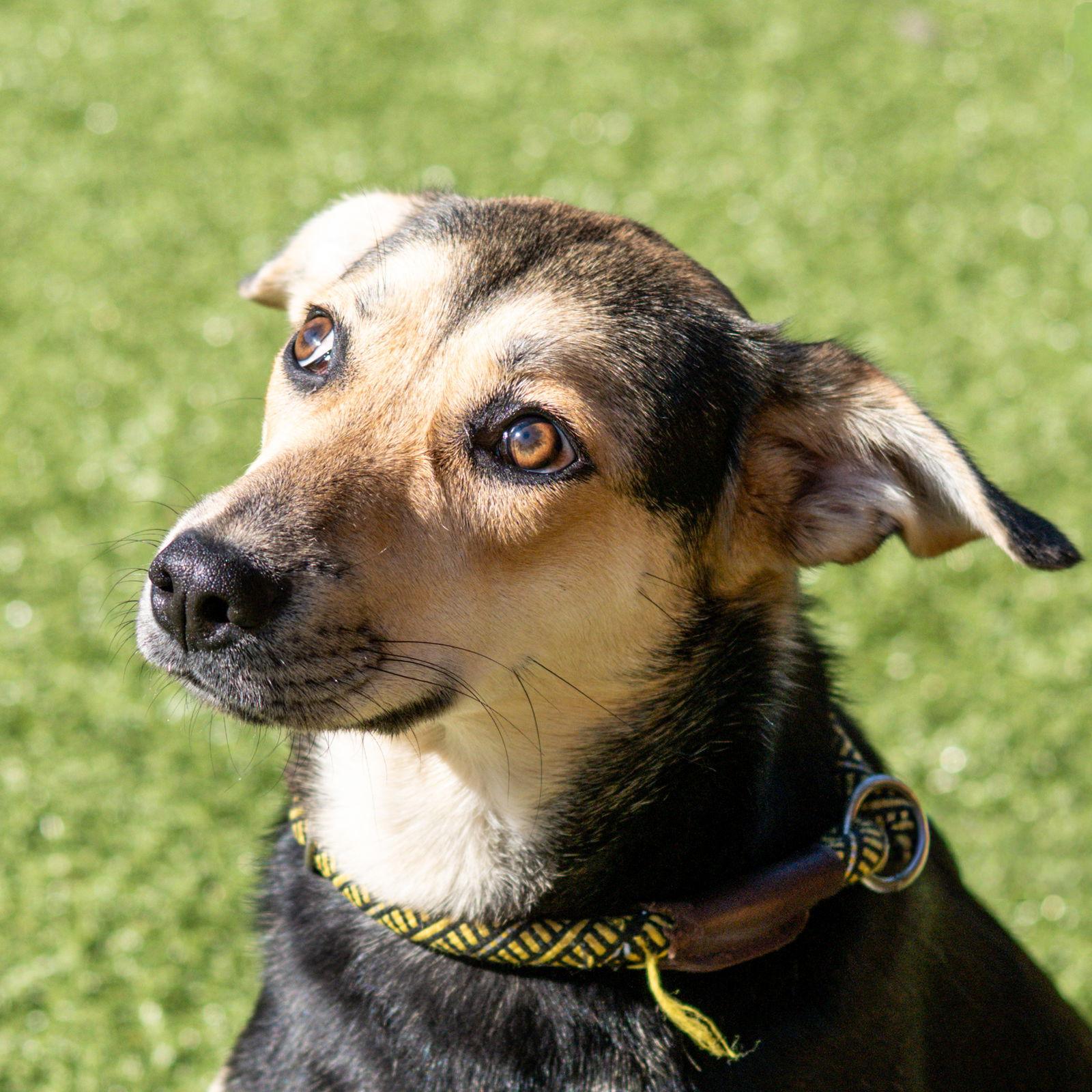 Elizabeth, Adoptable, Young Female Hound.