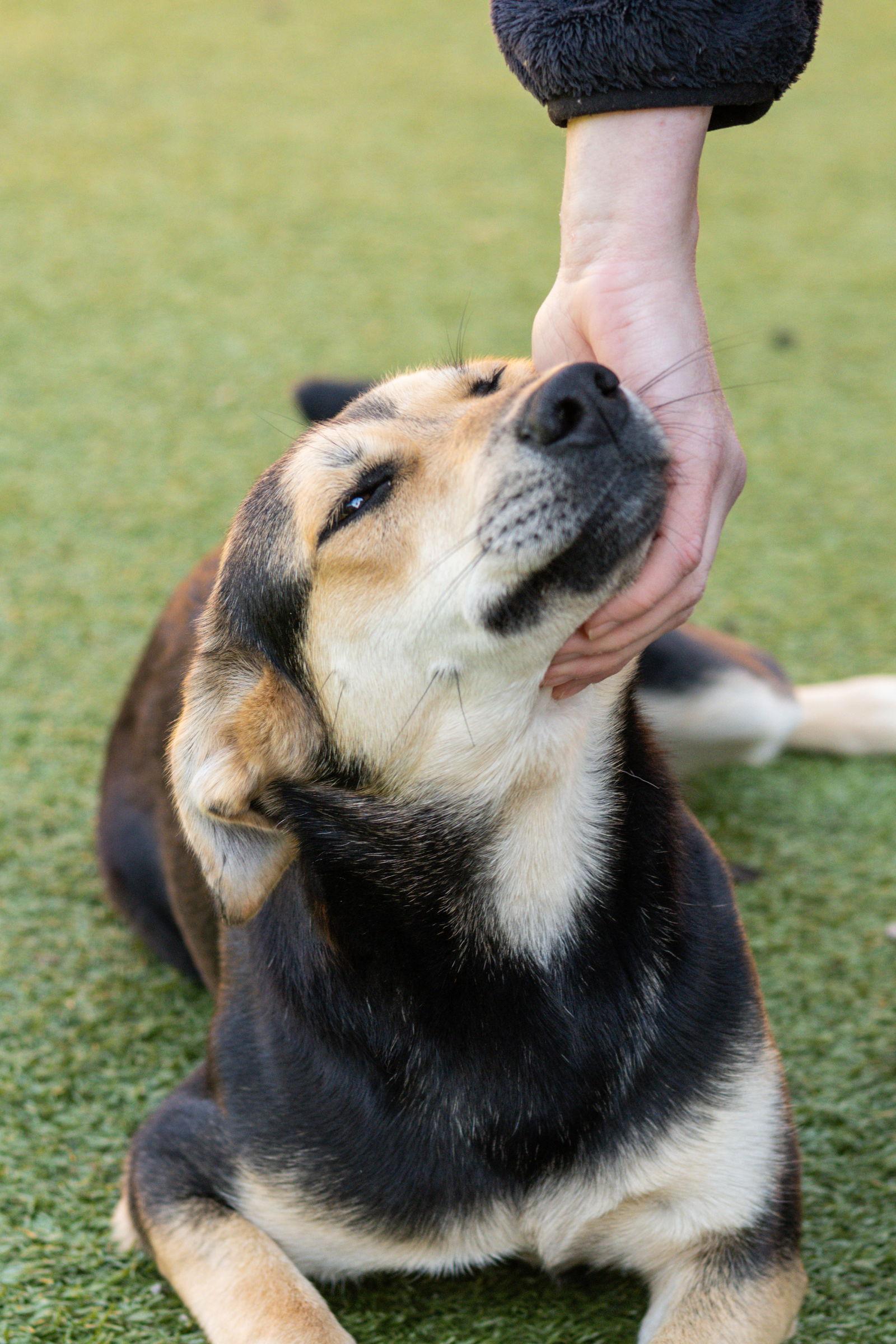 Enlarge Elizabeth, a Adoptable Hound in Hilton Head Island, SC image 2/3
