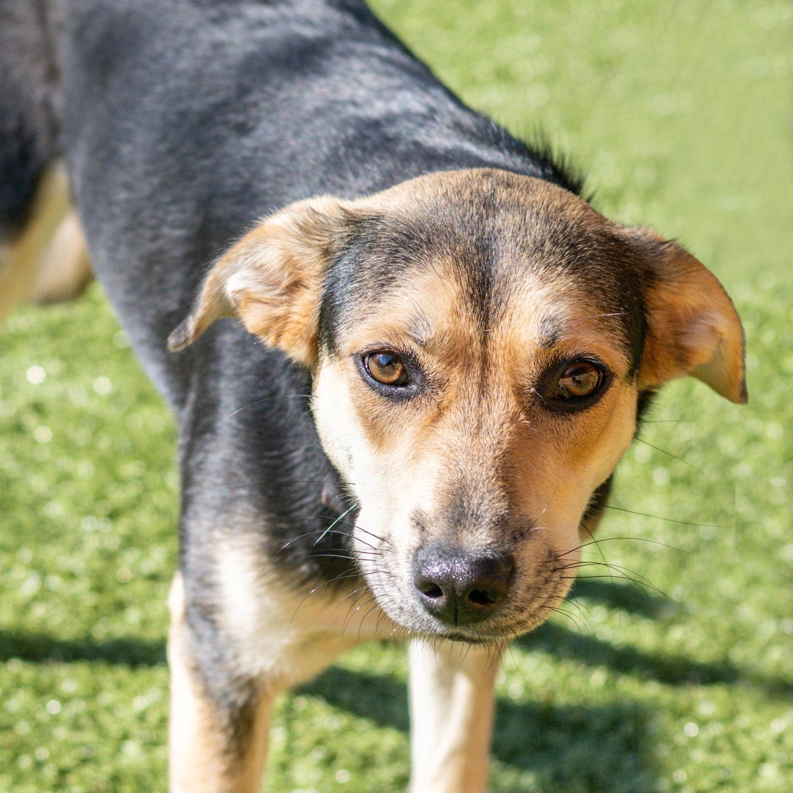 Enlarge Elizabeth, a Adoptable Hound in Hilton Head Island, SC image 3/3