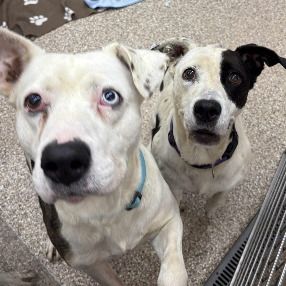 Miya And Rebel