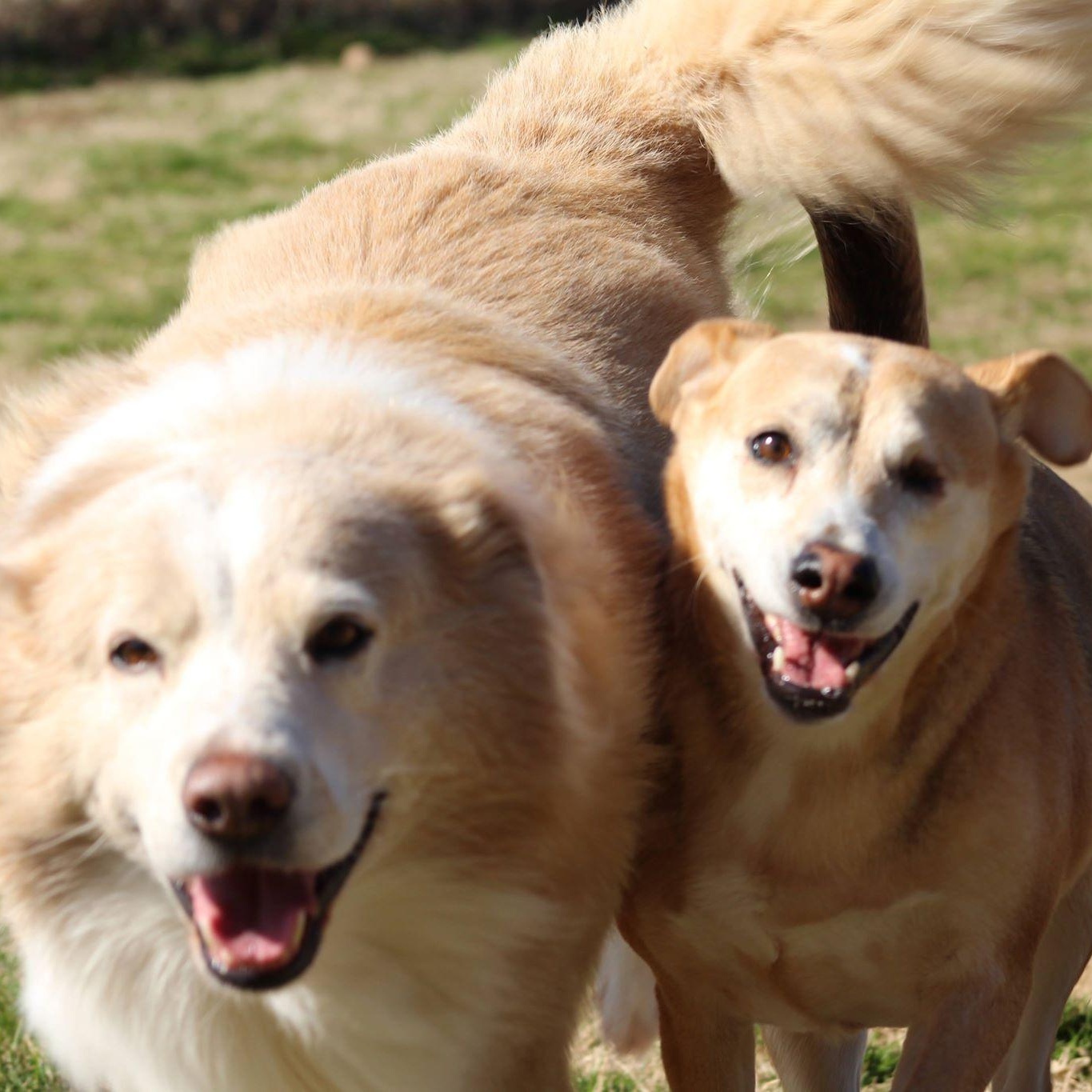 Morgan bonded with Nala