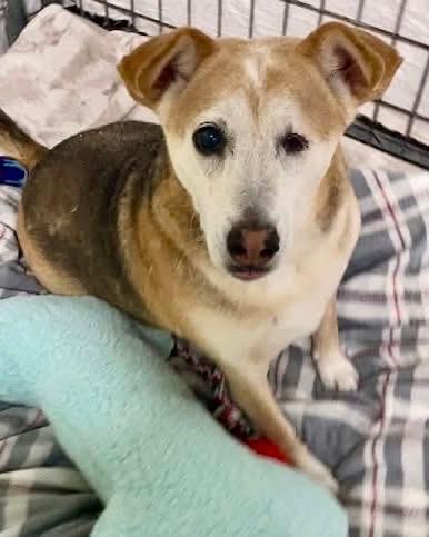 Enlarge Morgan bonded with Nala, a Adoptable Mixed Breed in Southaven , MS image 3/6