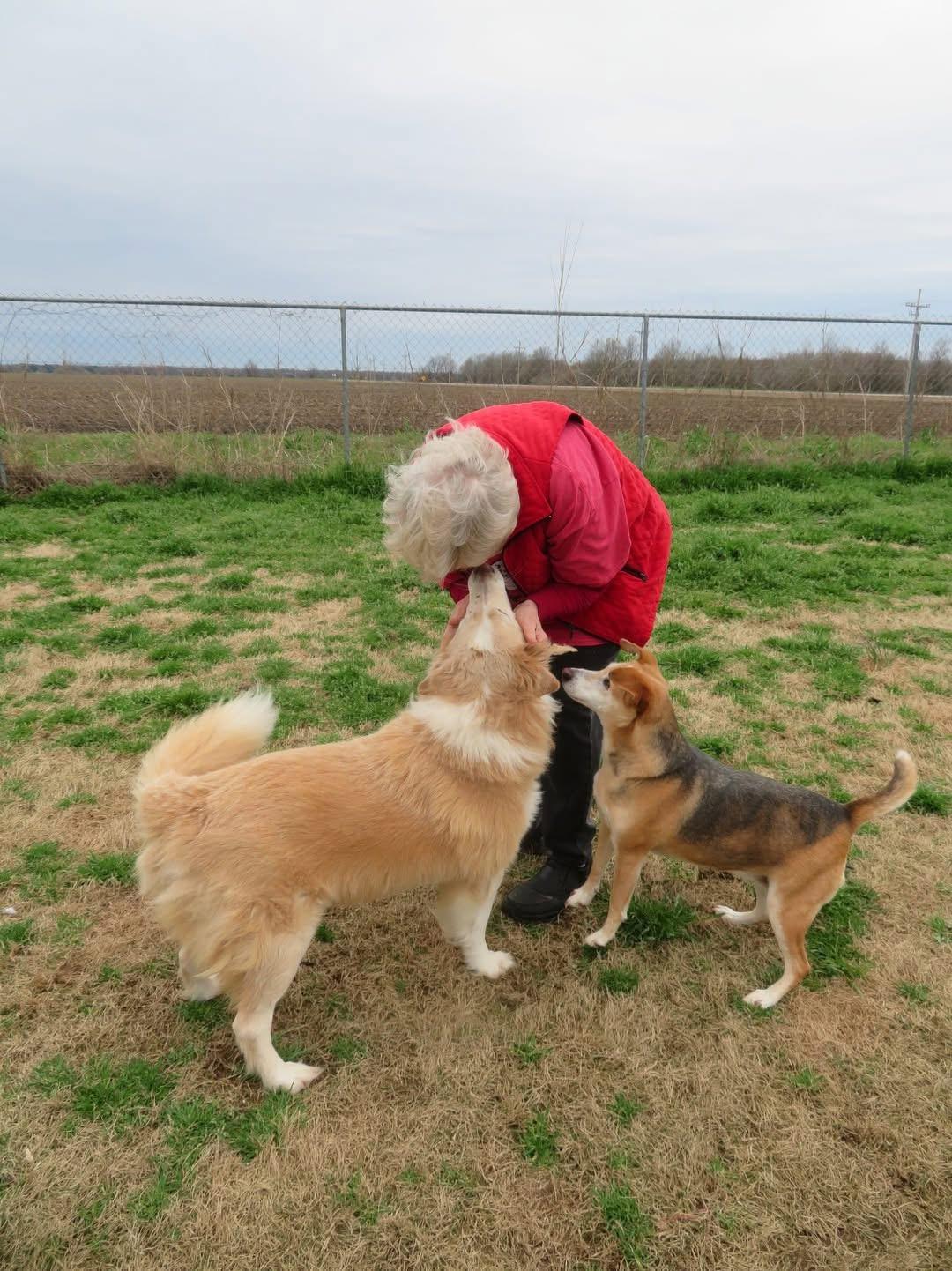 Enlarge Morgan bonded with Nala, a Adoptable Mixed Breed in Southaven , MS image 5/6