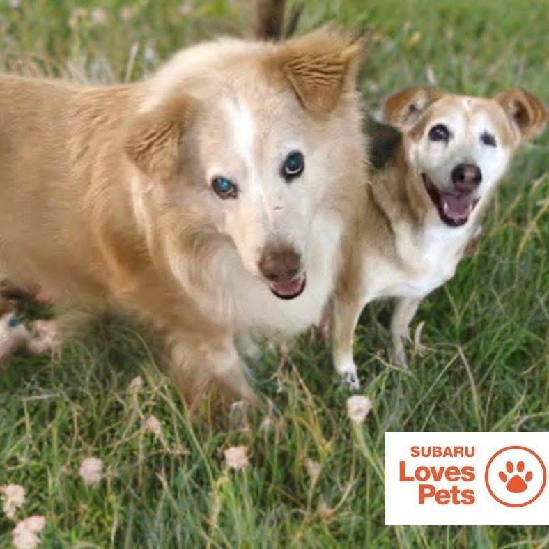 Enlarge Morgan bonded with Nala, a Adoptable Mixed Breed in Southaven , MS image 4/6