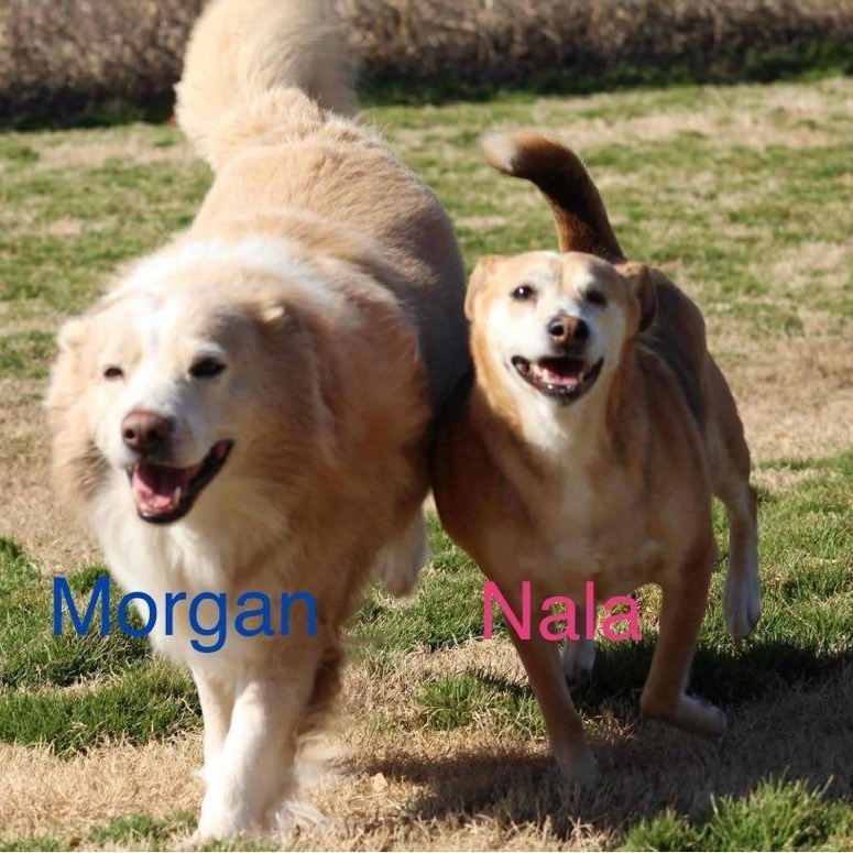 Enlarge Morgan bonded with Nala, a Adoptable Mixed Breed in Southaven , MS image 1/6