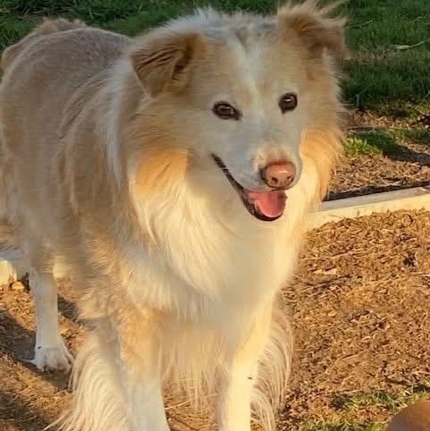 Enlarge Morgan bonded with Nala, a Adoptable Mixed Breed in Southaven , MS image 2/6