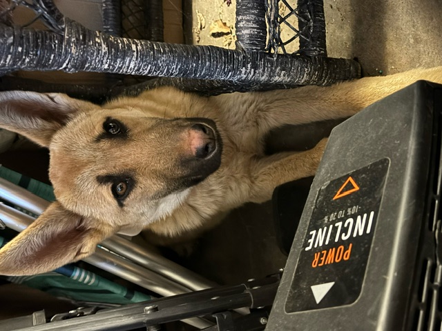 Cash, a Adopted German Shepherd Dog in Oregon, WI image 1/2