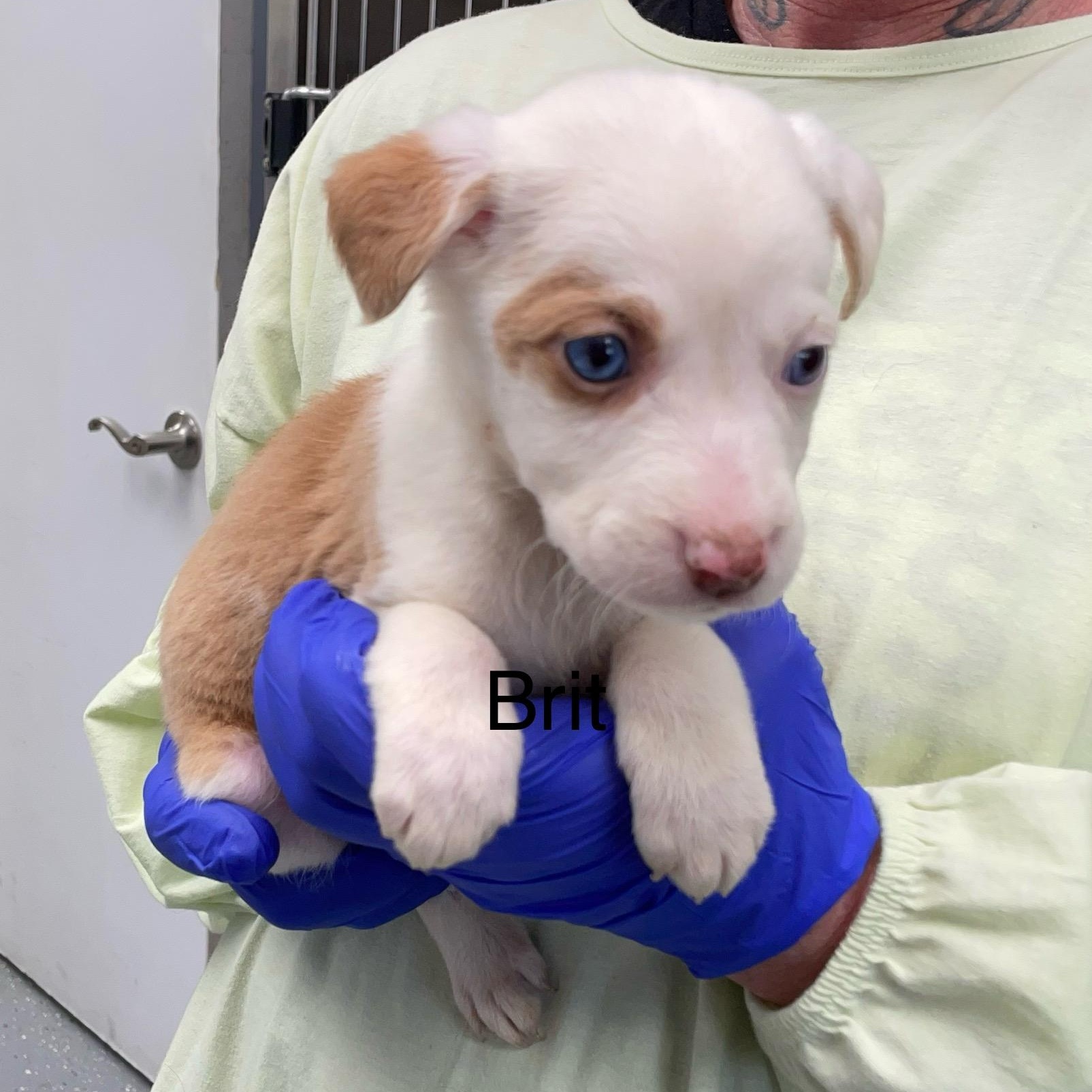 Enlarge Brit, an adopted mixed breed in Maynardville, TN image 1/1