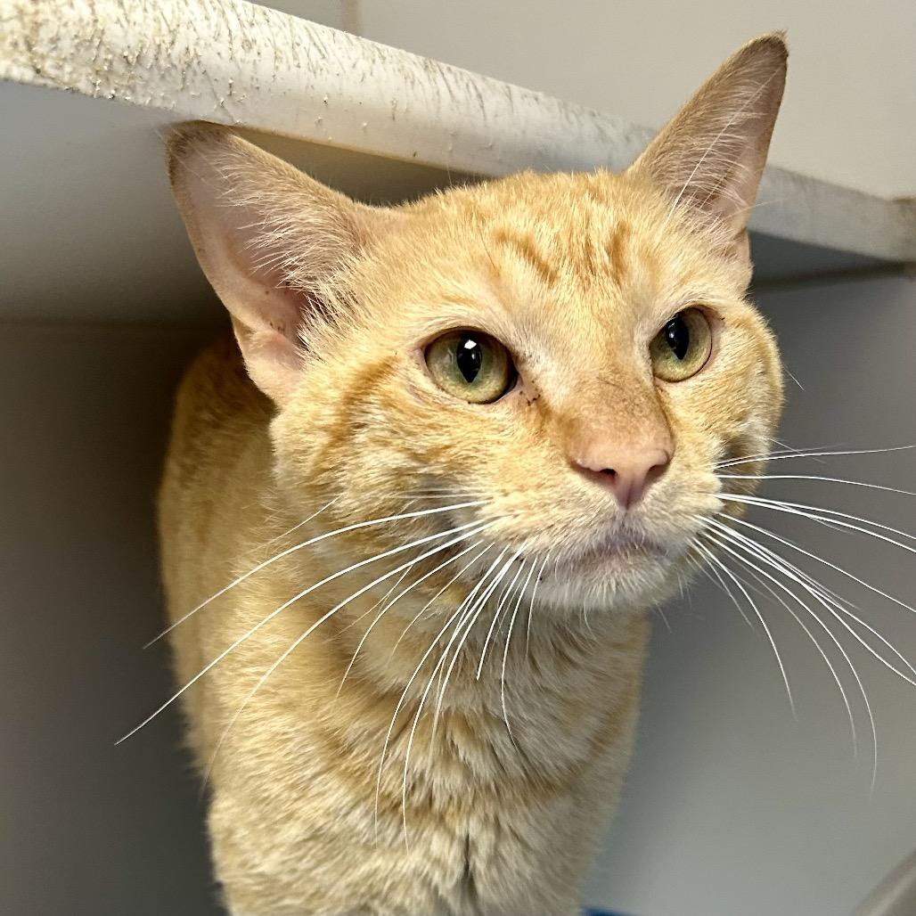 Dewey is at Petco, Adoptable, Adult Male Domestic Short Hair.