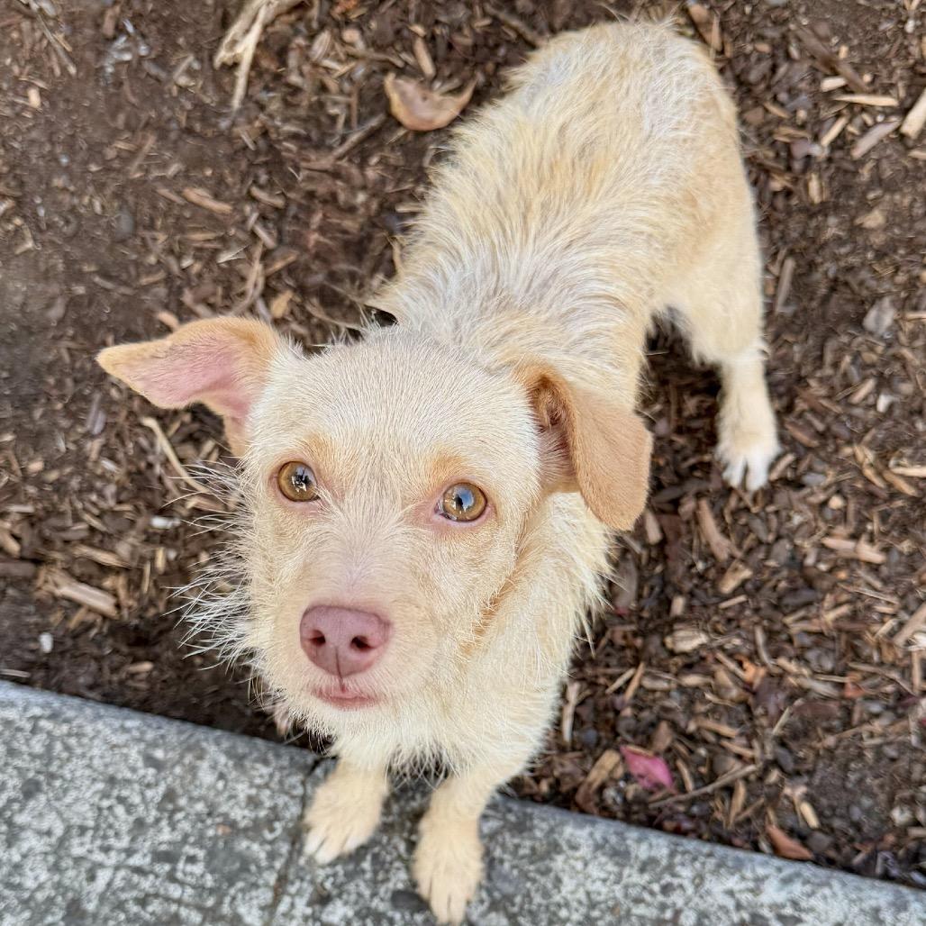 Fuji, Adoptable, Adult Female Terrier.