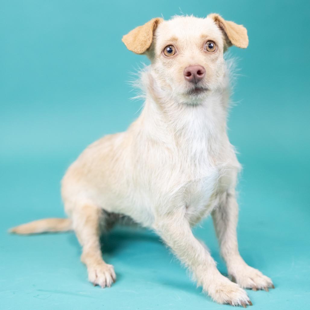 Fuji, a Adoptable Terrier in Portland, OR image 2/2