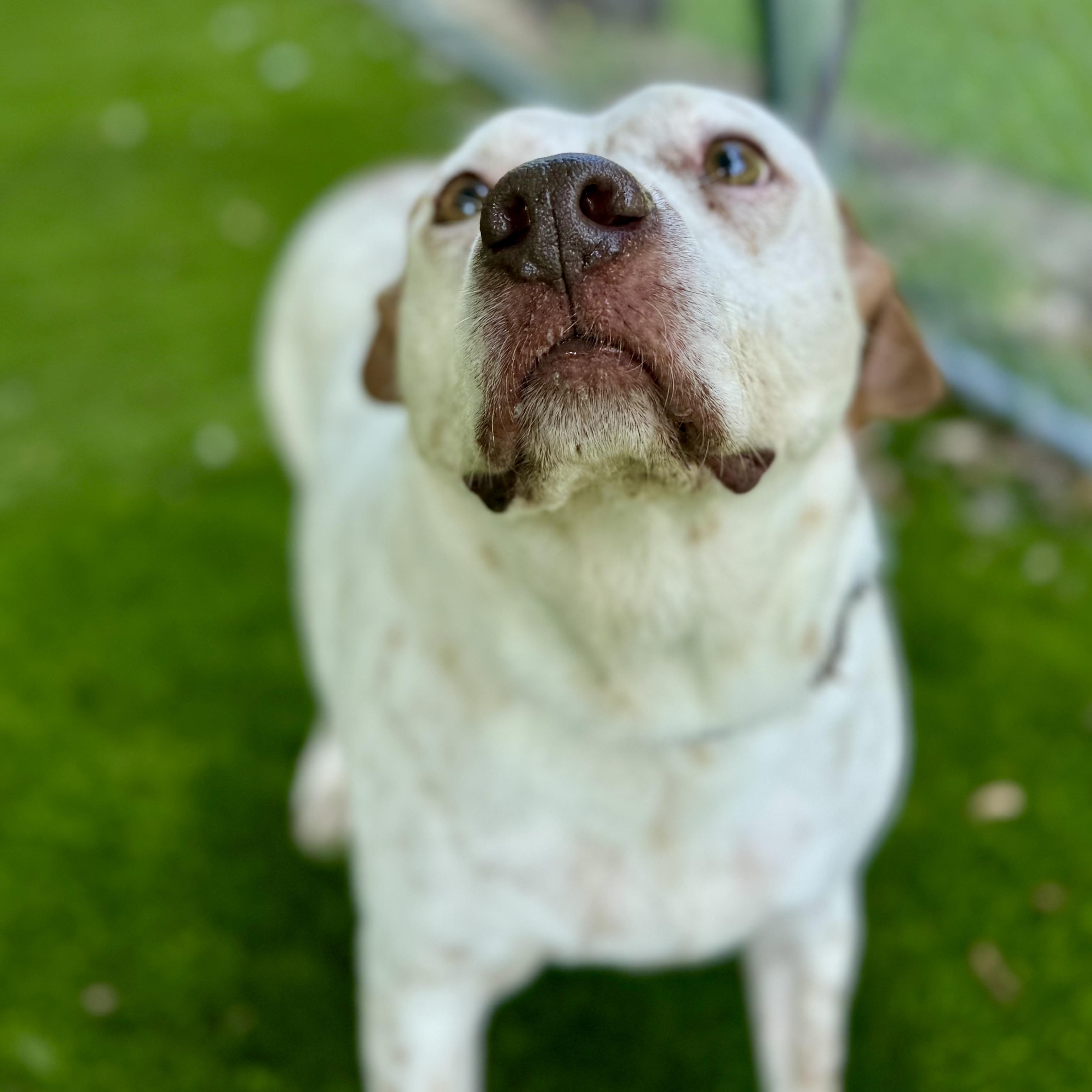 Enlarge Roger, a Adoptable mixed breed in New York, NY image 1/5