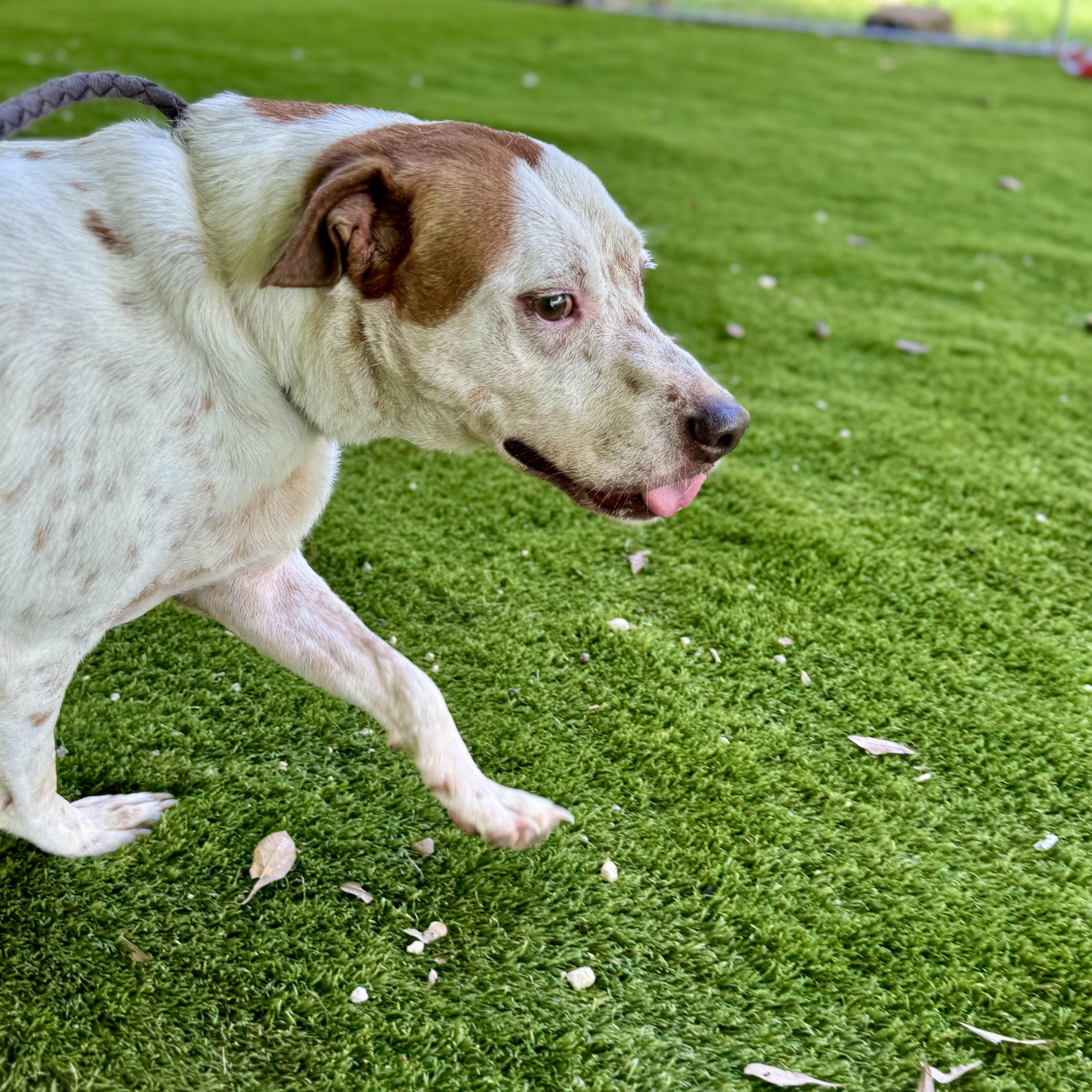 Enlarge Roger, a Adoptable mixed breed in New York, NY image 2/5