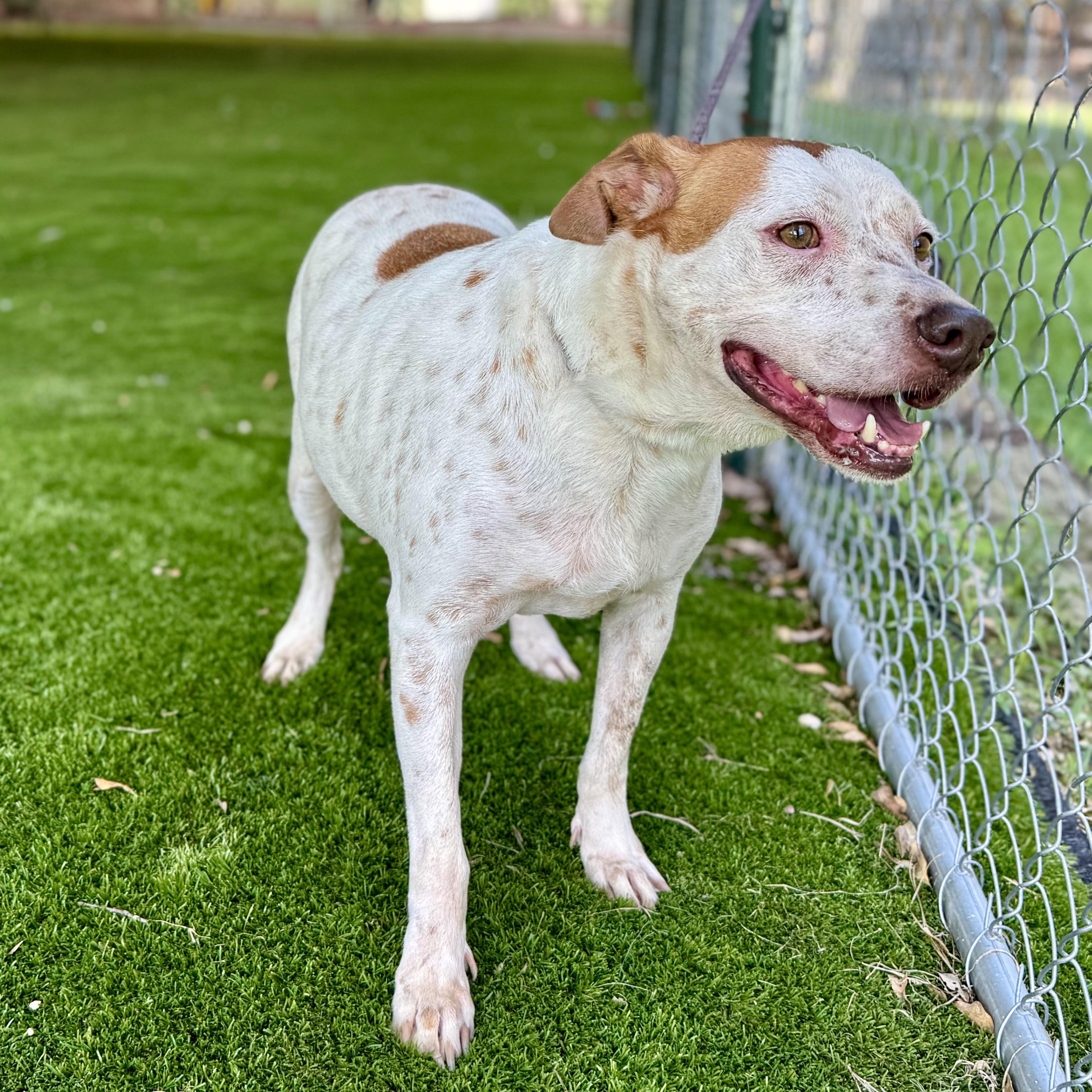 Enlarge Roger, a Adoptable mixed breed in New York, NY image 3/5