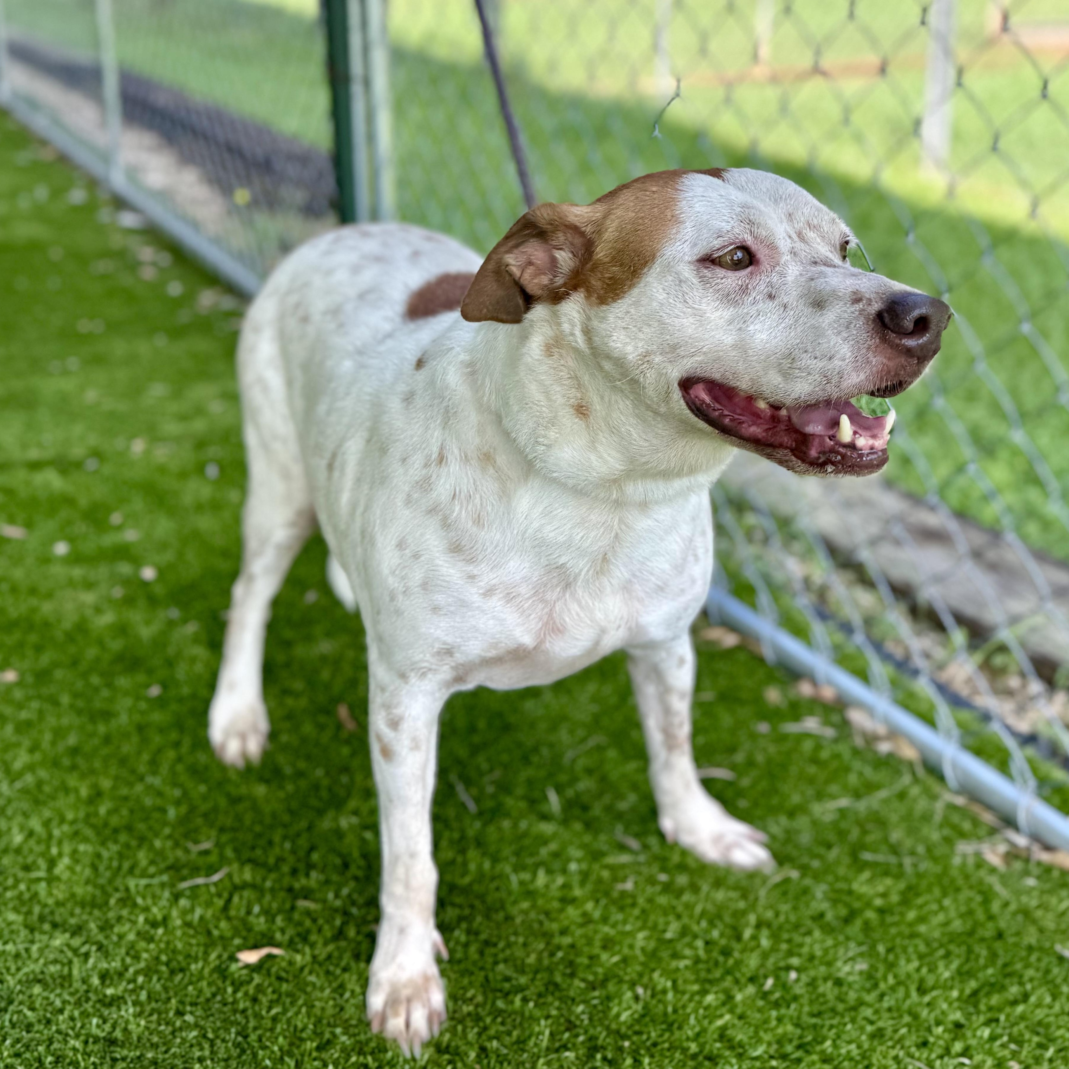Enlarge Roger, a Adoptable mixed breed in New York, NY image 4/5