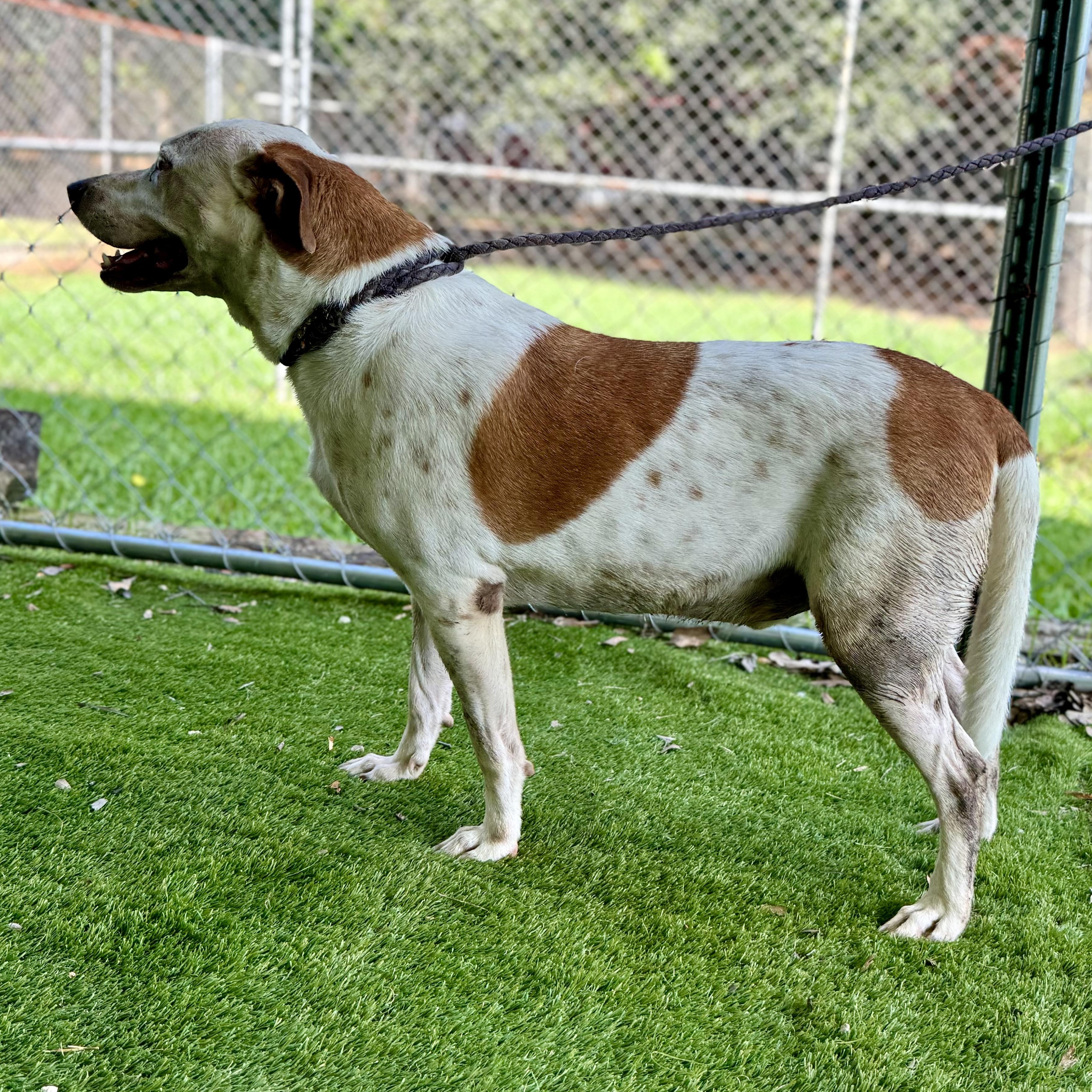 Enlarge Roger, a Adoptable mixed breed in New York, NY image 5/5