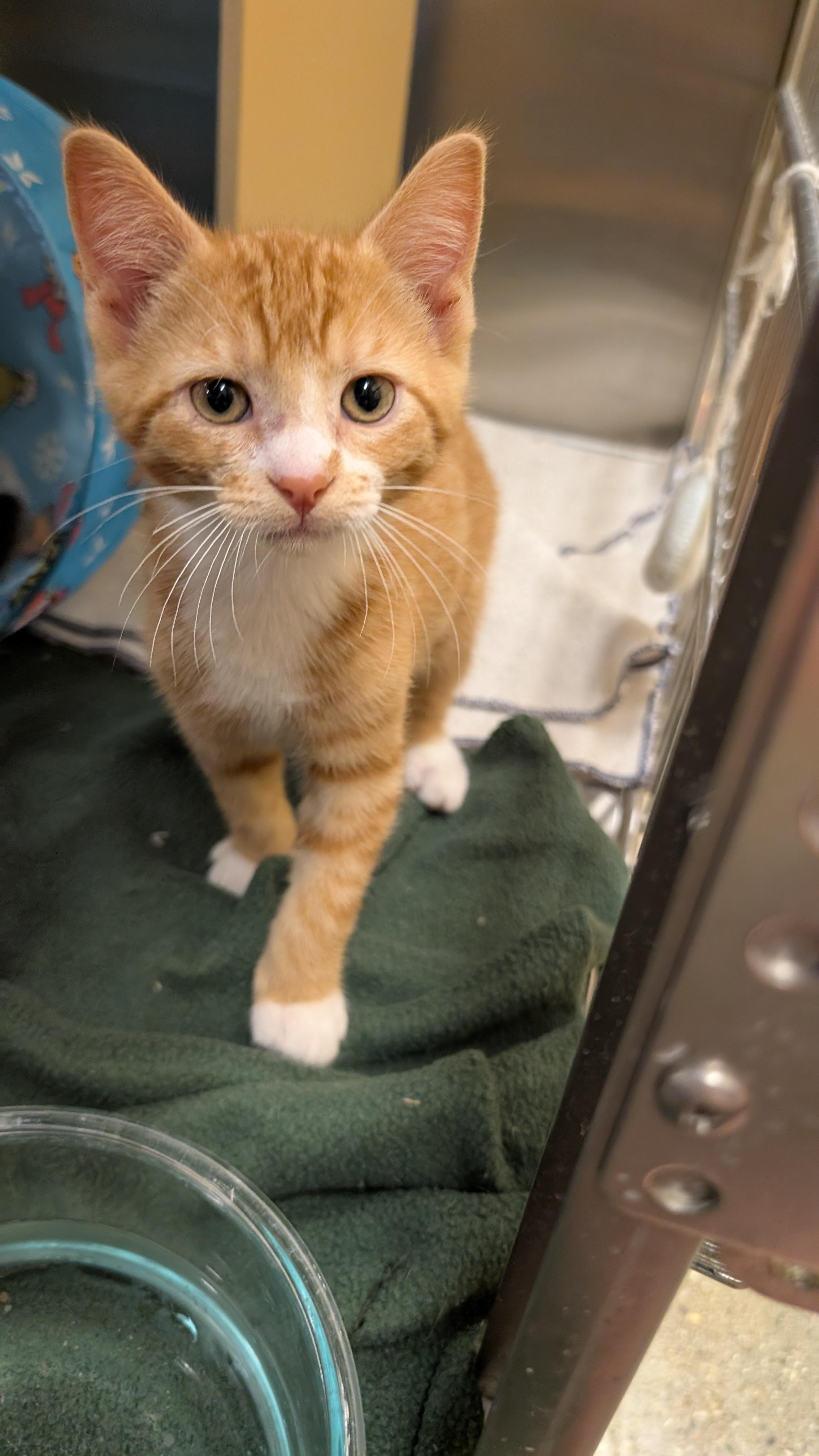 Enlarge Butter, a Adoptable Domestic Short Hair in Missoula, MT image 1/1